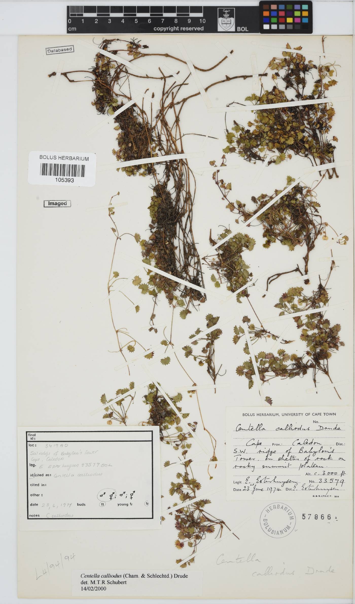 Centella callioda image