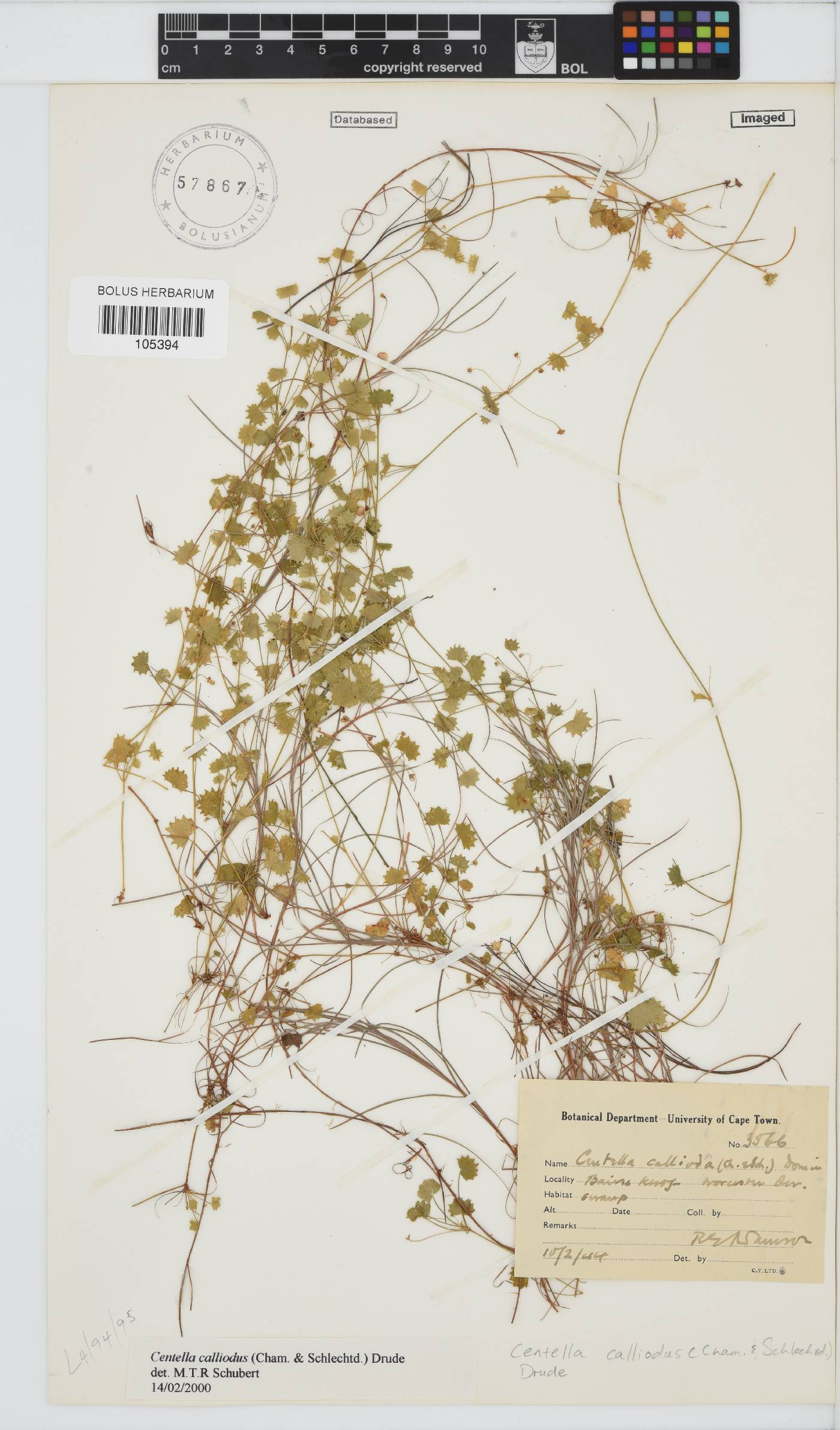Centella callioda image