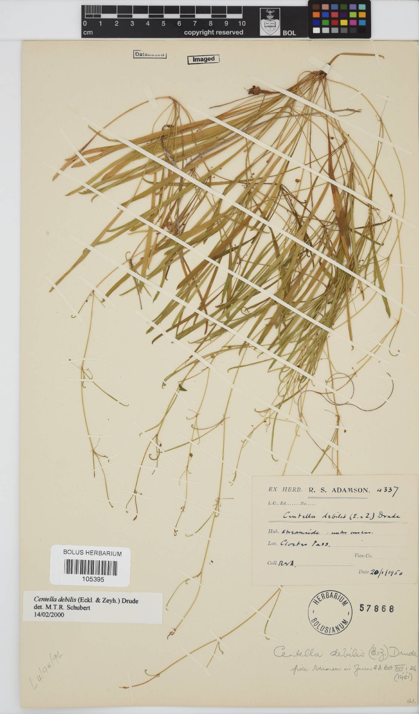 Centella debilis image
