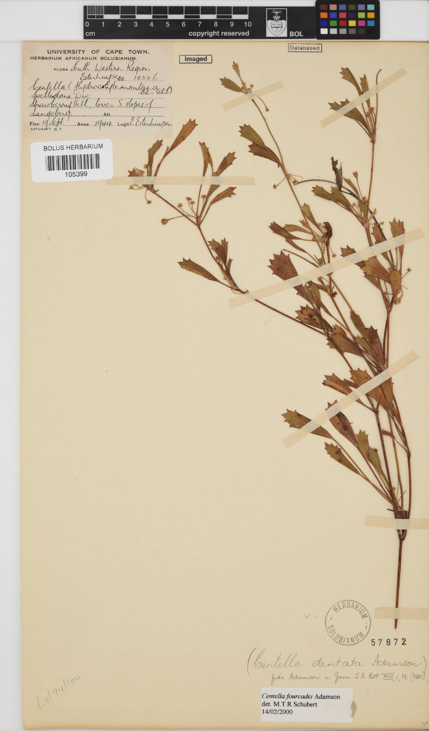 Centella fourcadei image