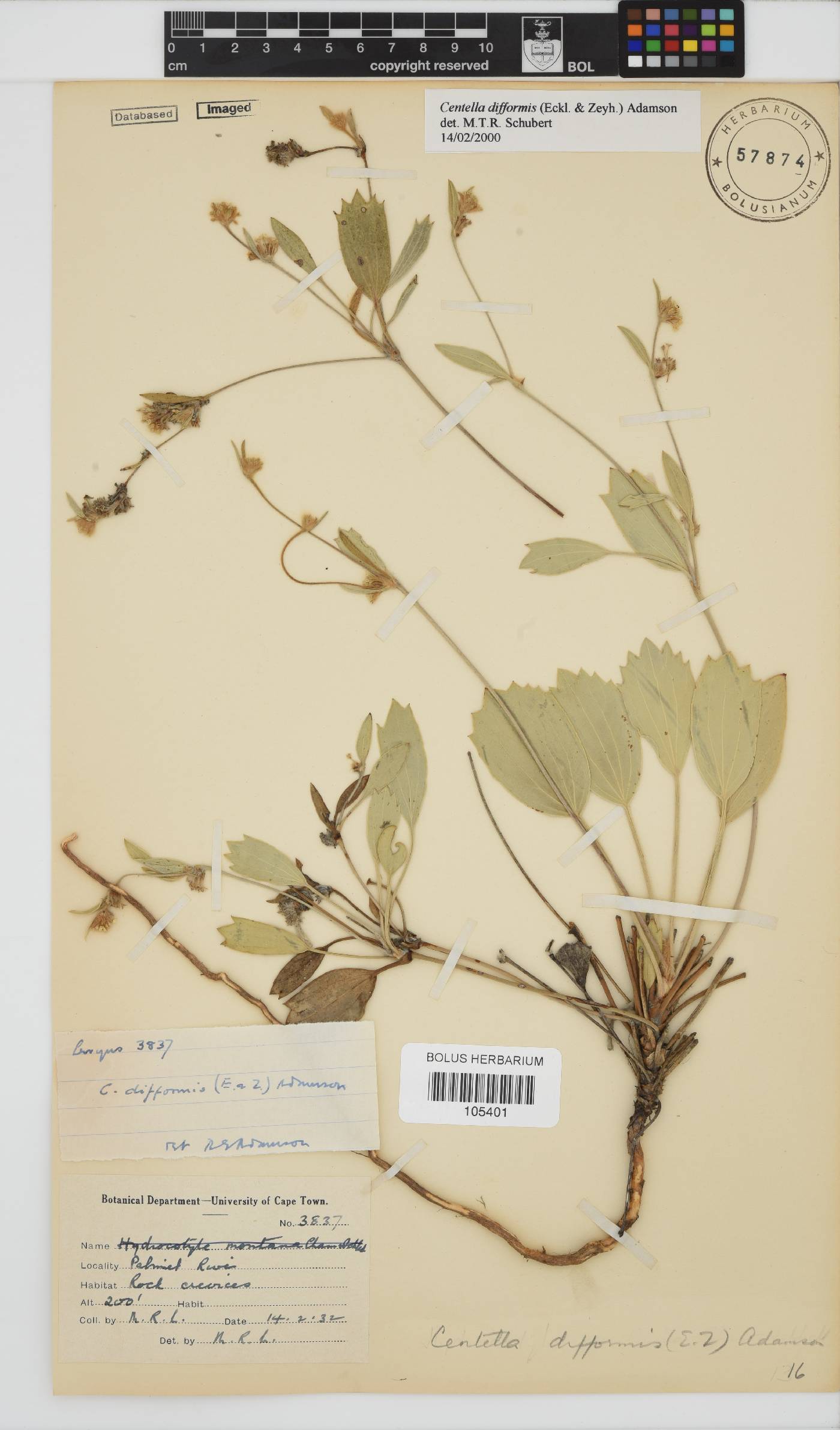 Centella difformis image