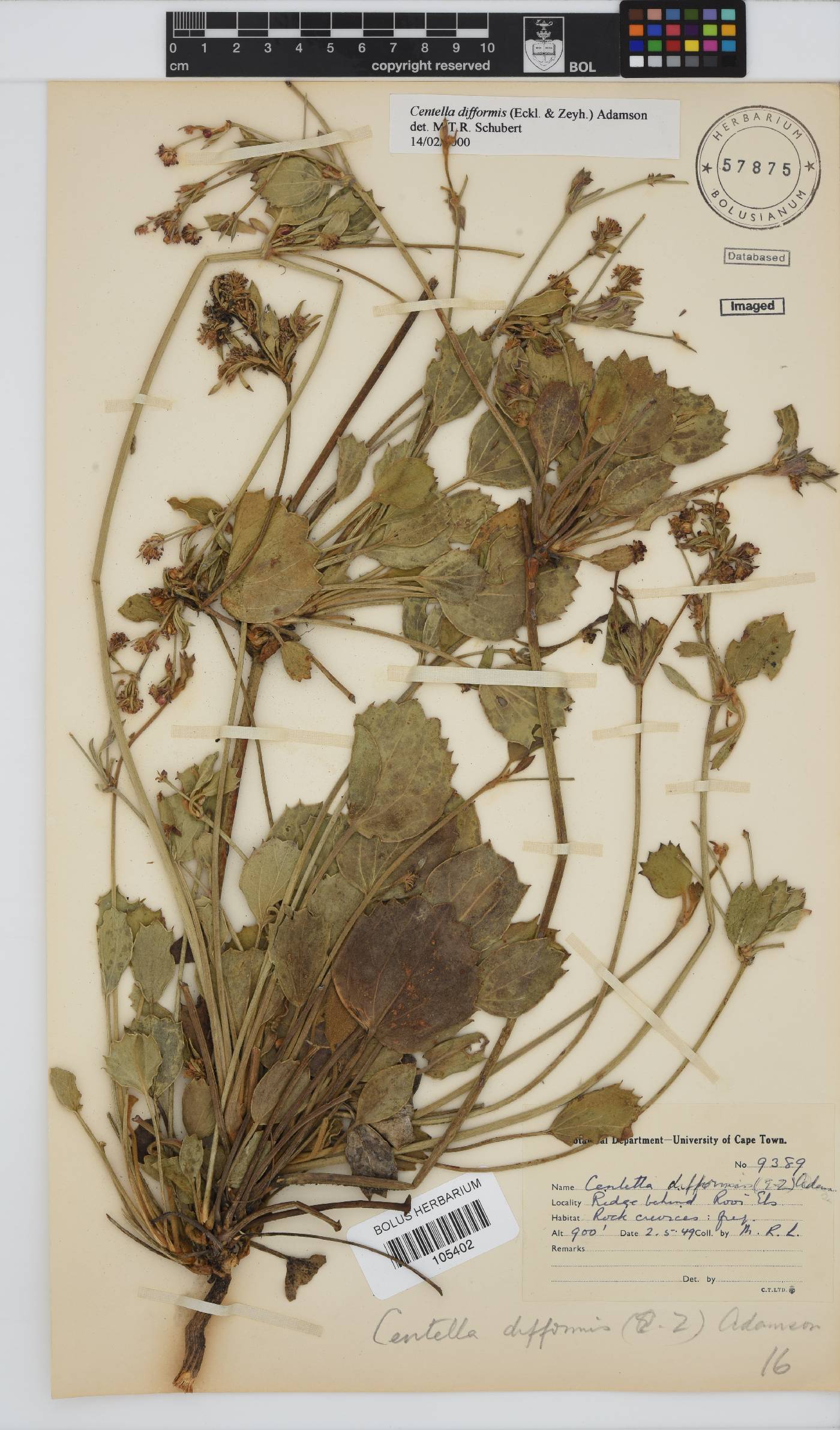 Centella difformis image