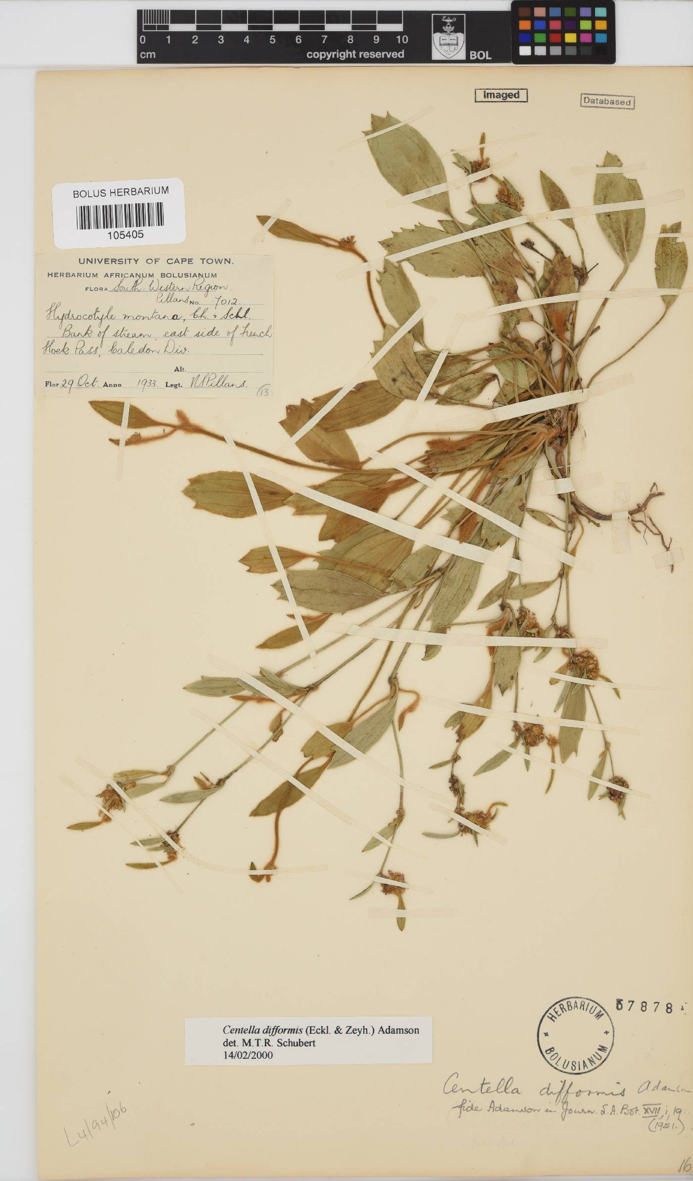 Centella difformis image