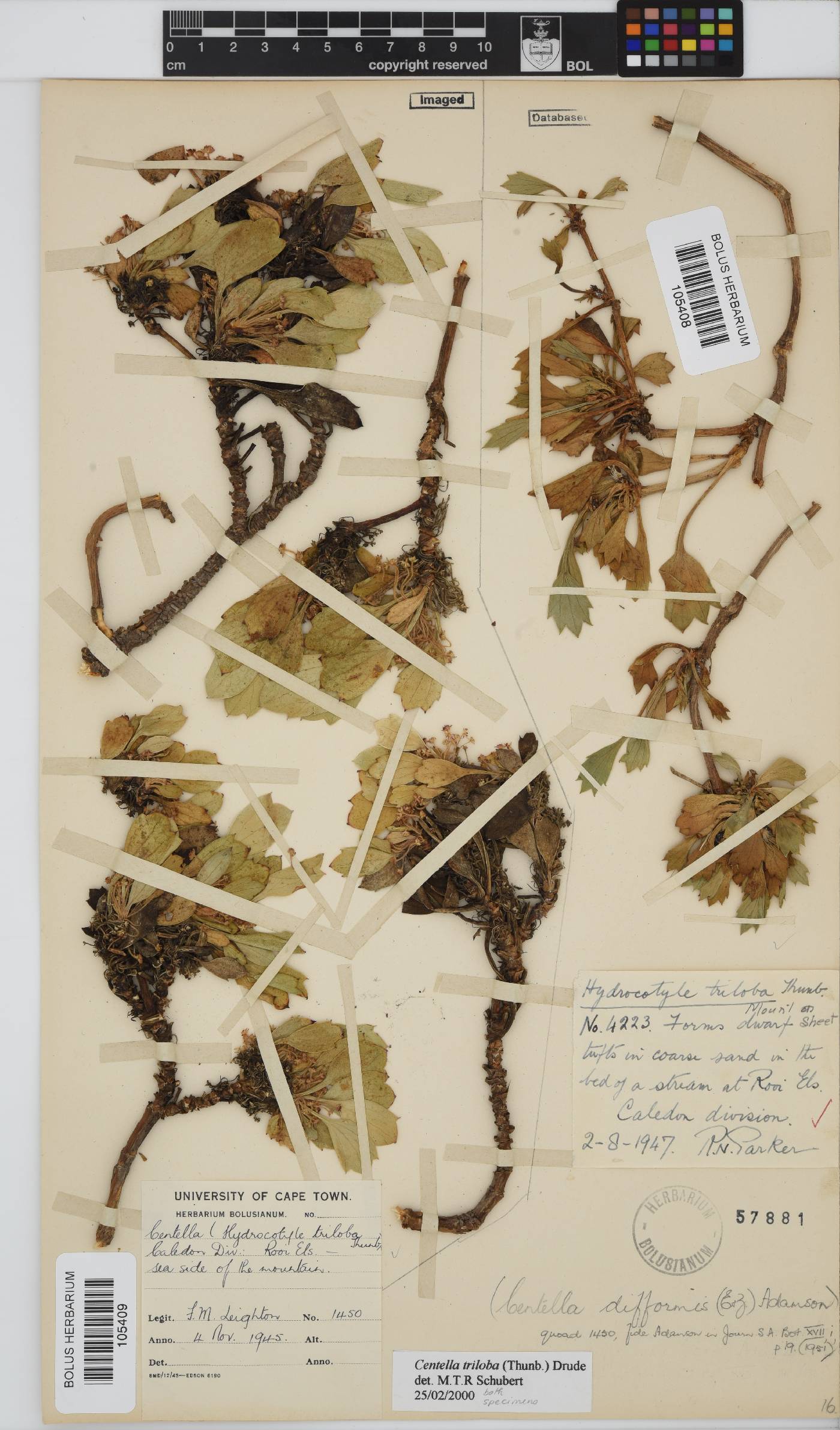 Centella triloba image