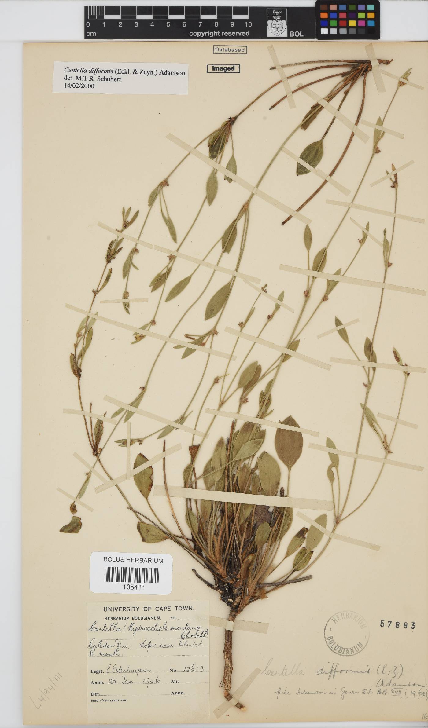 Centella image