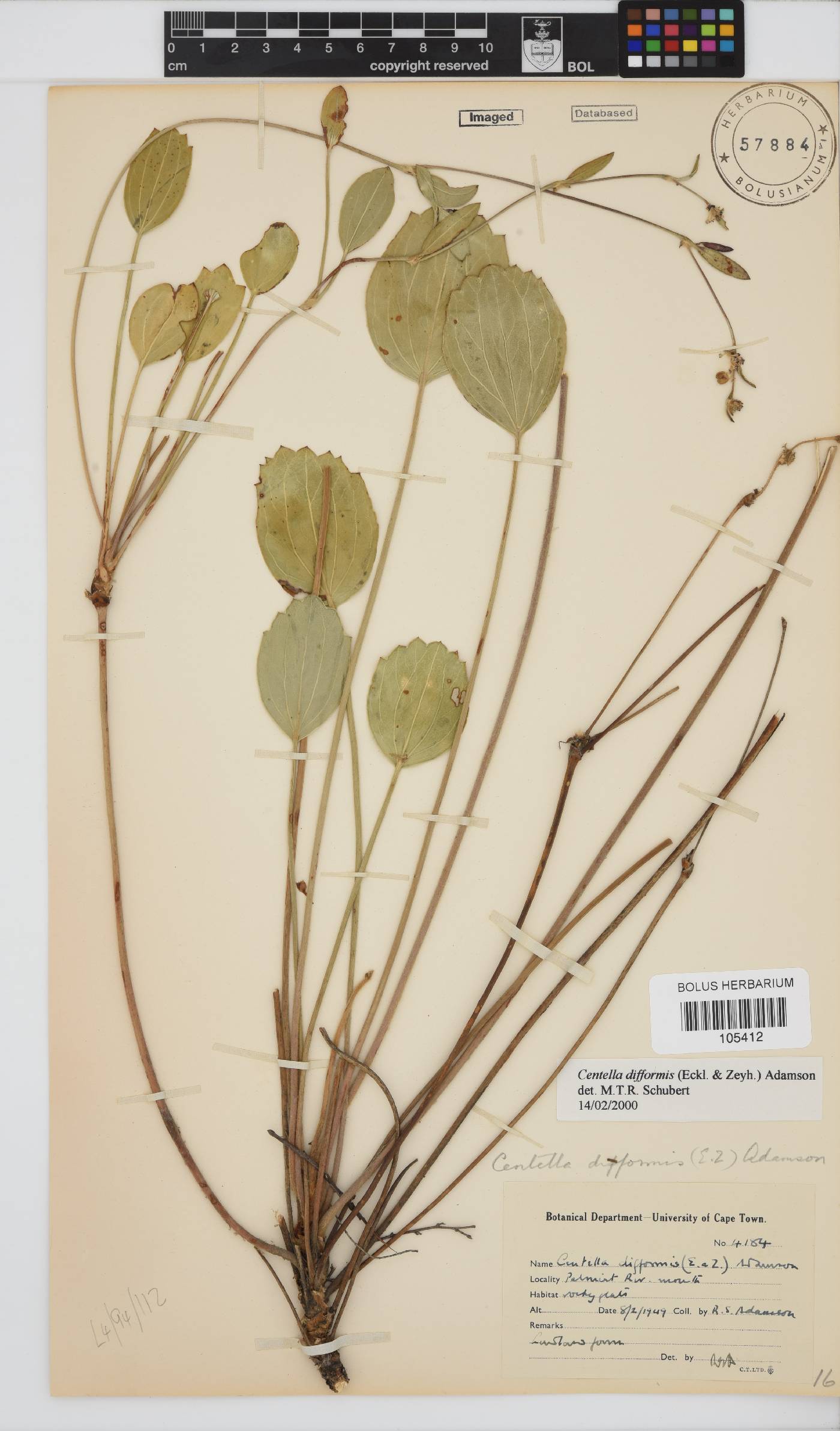 Centella difformis image