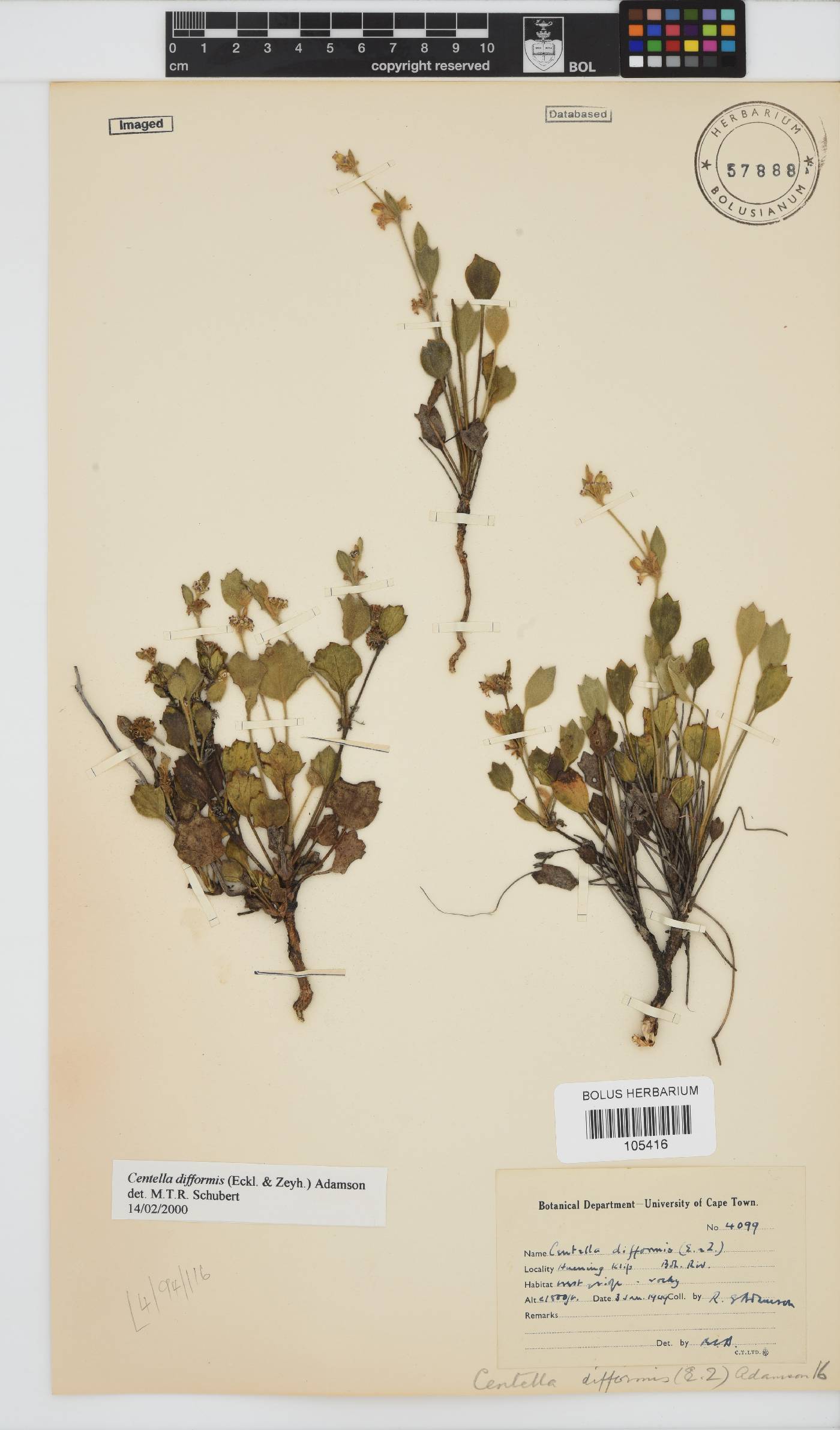 Centella difformis image