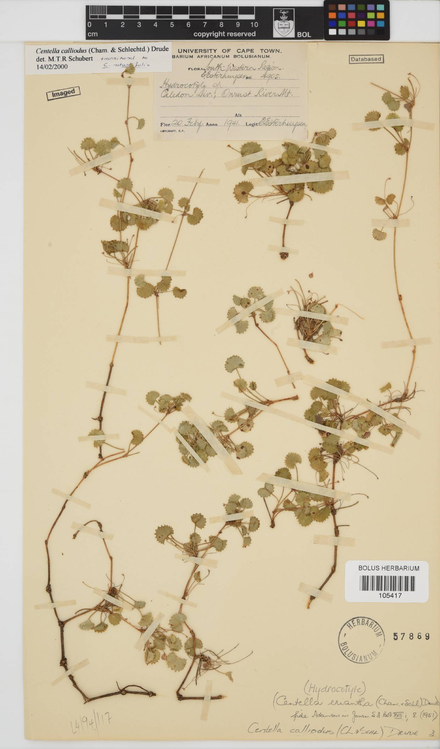 Centella callioda image