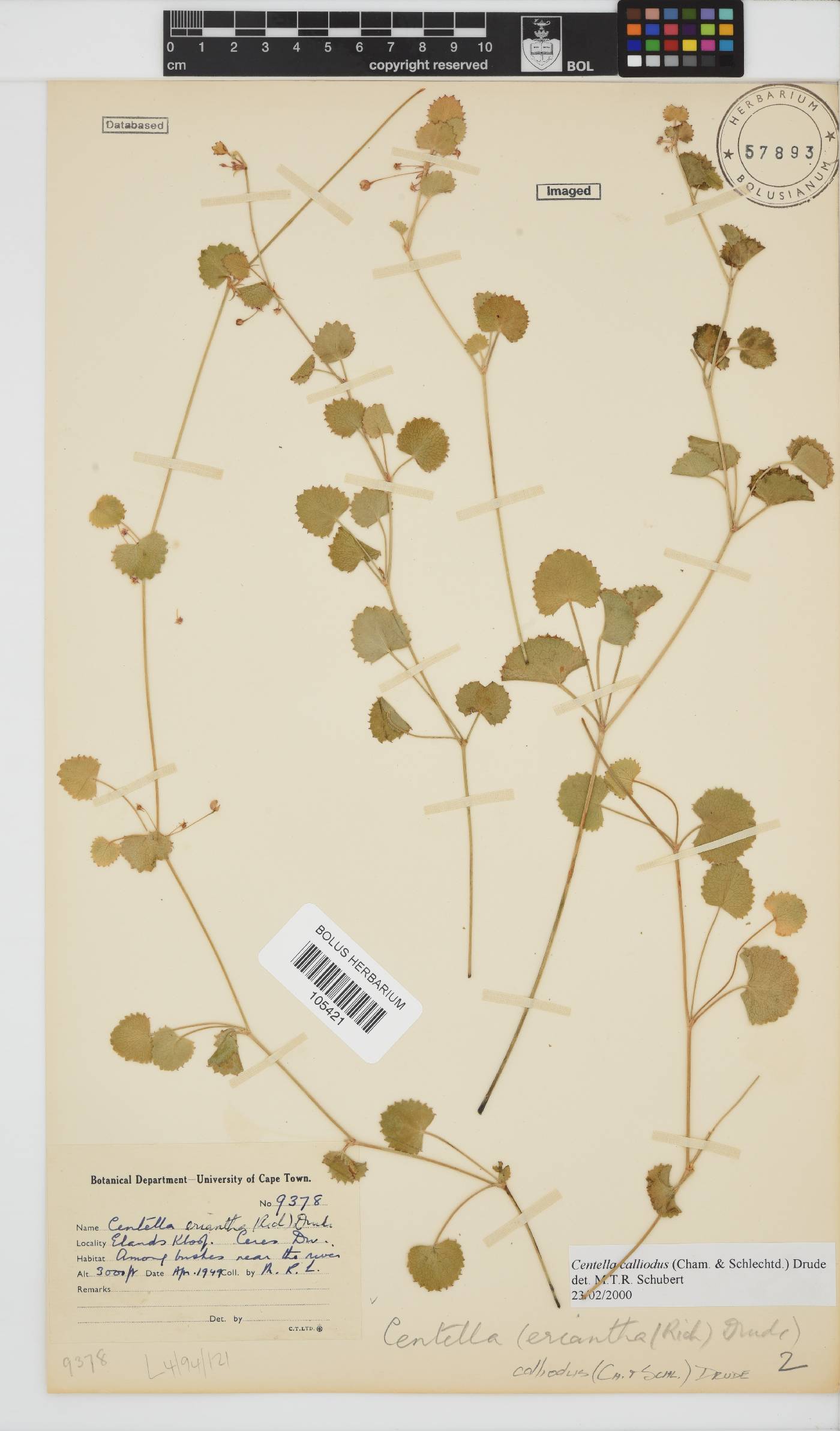 Centella callioda image