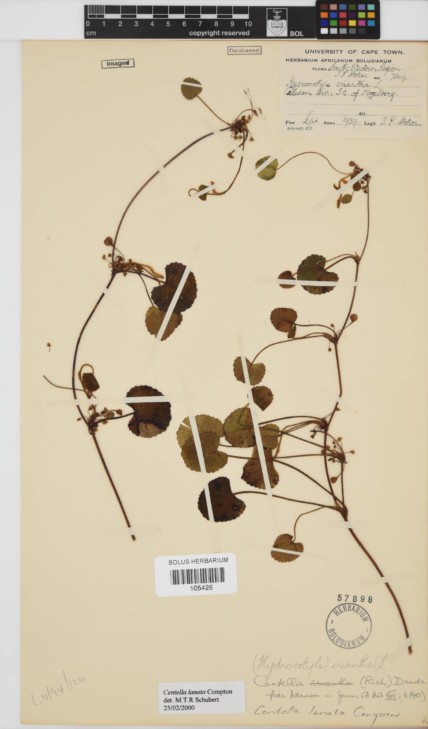 Centella lanata image