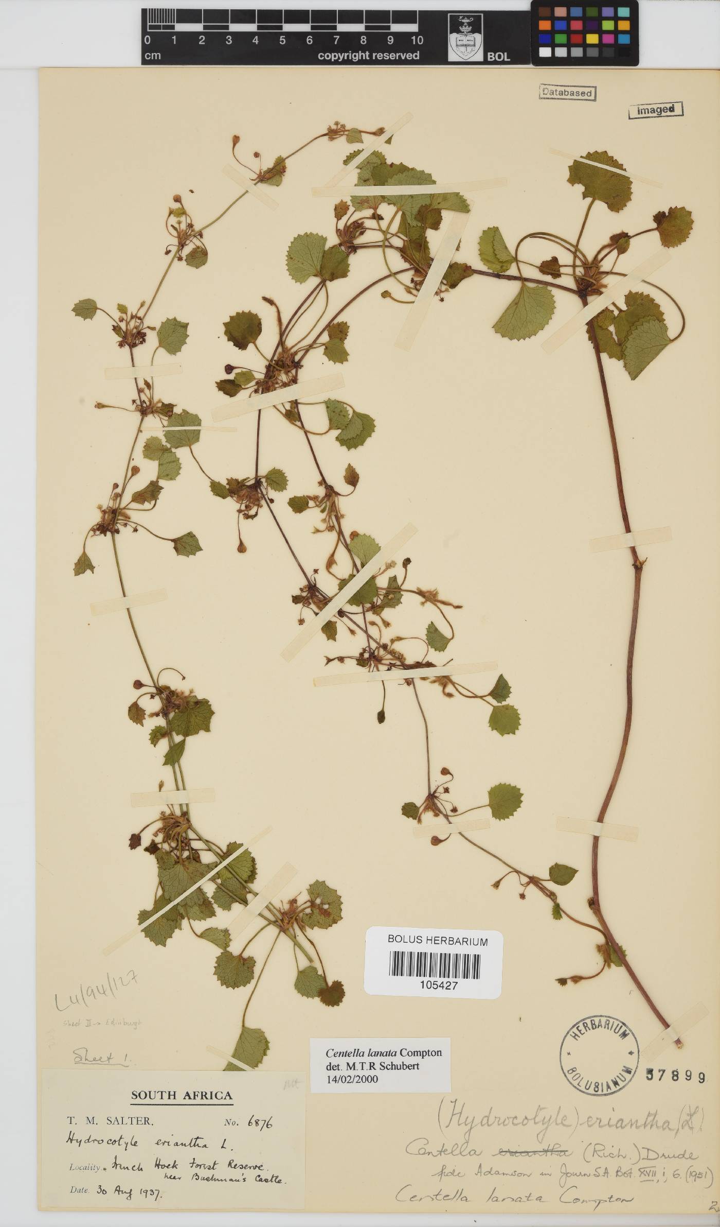Centella lanata image