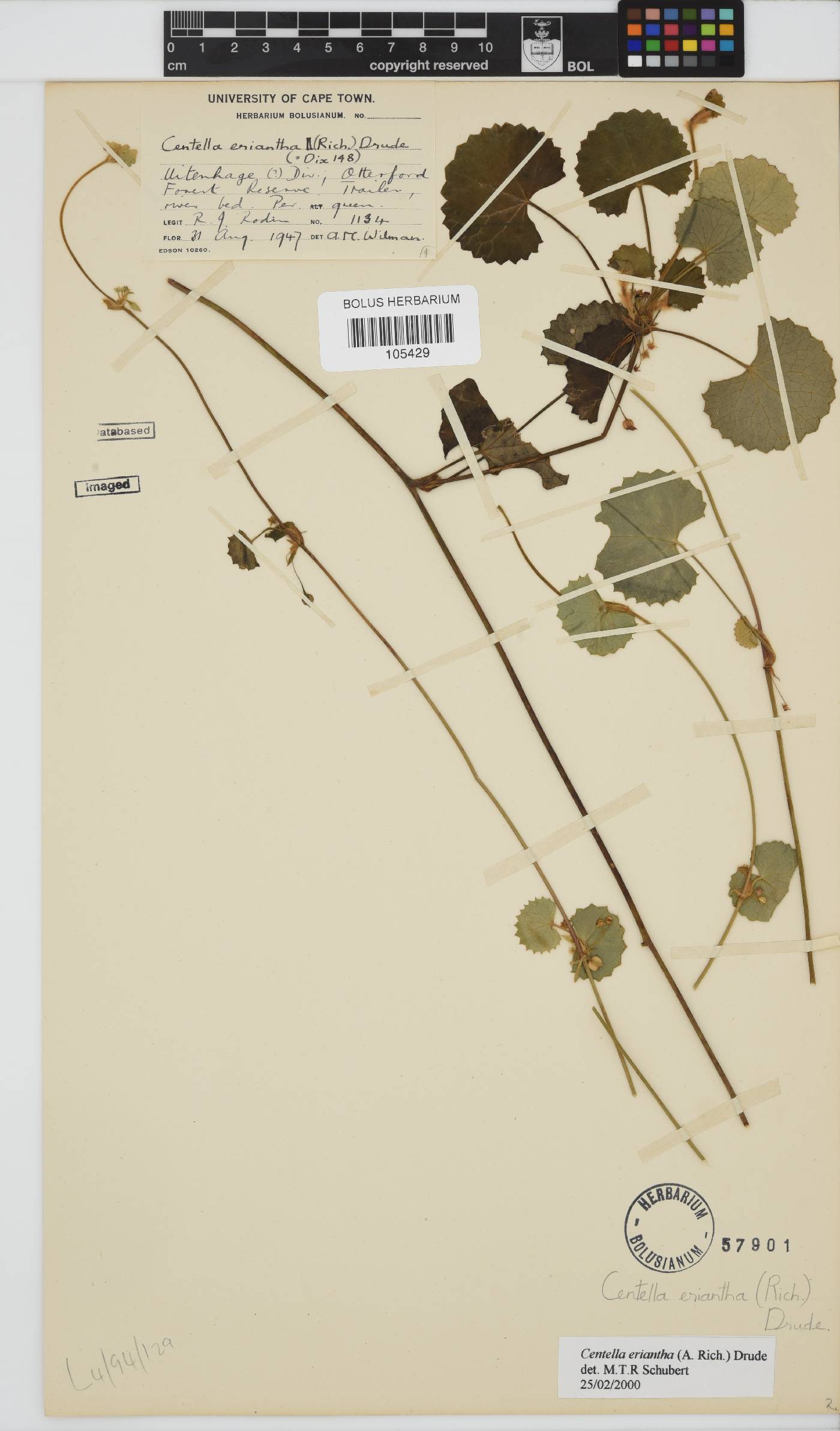 Centella eriantha image