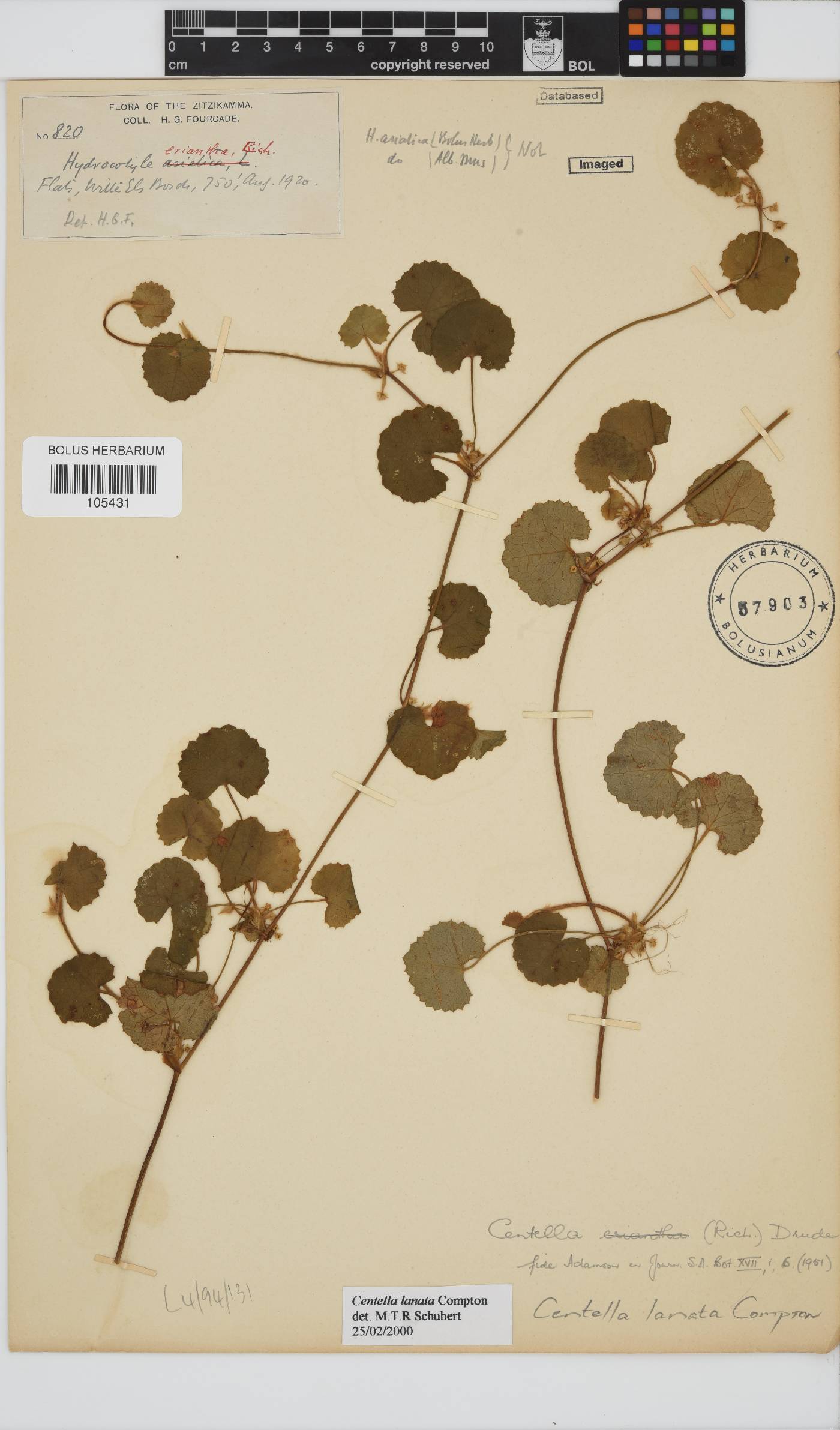 Centella lanata image