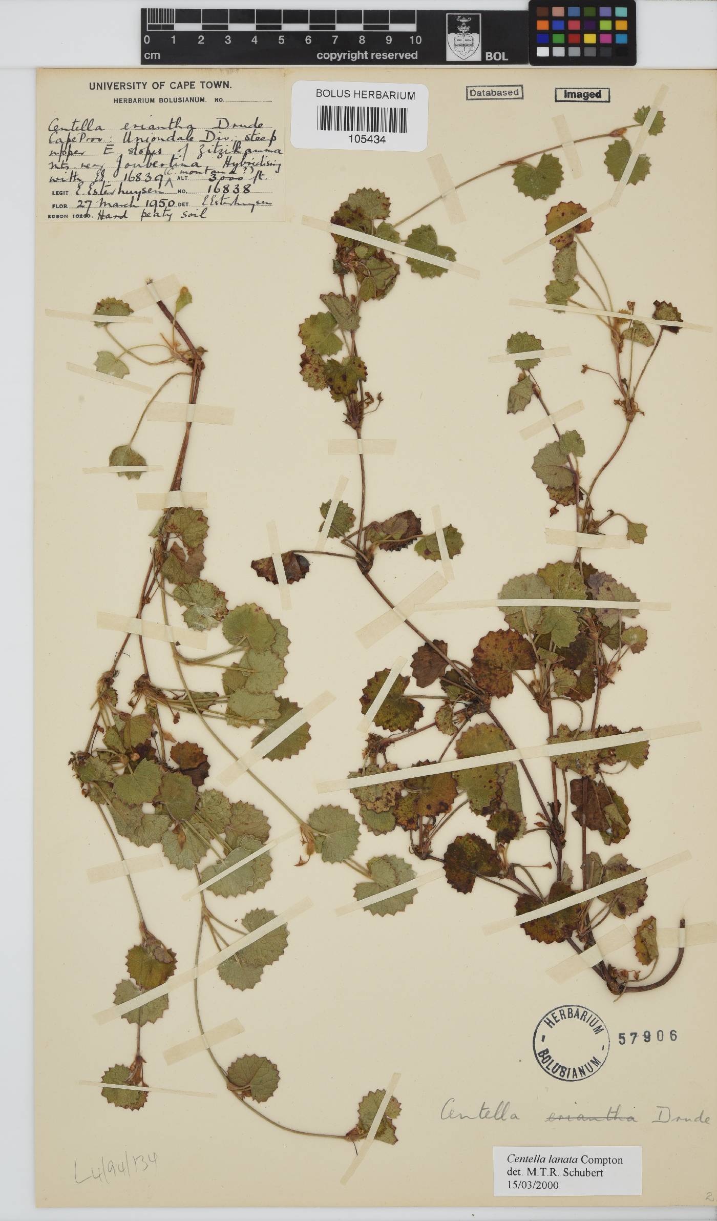 Centella lanata image