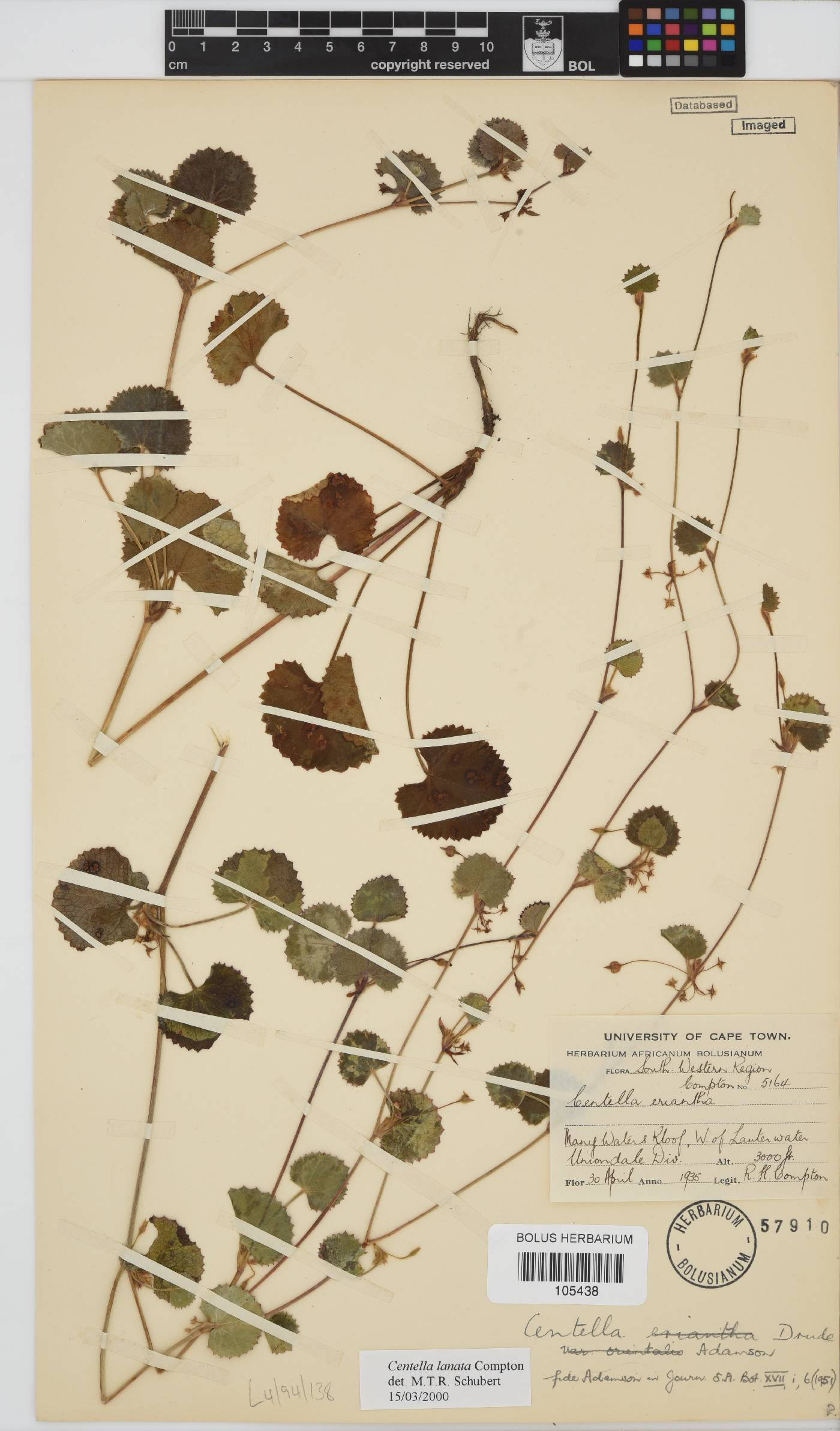 Centella lanata image