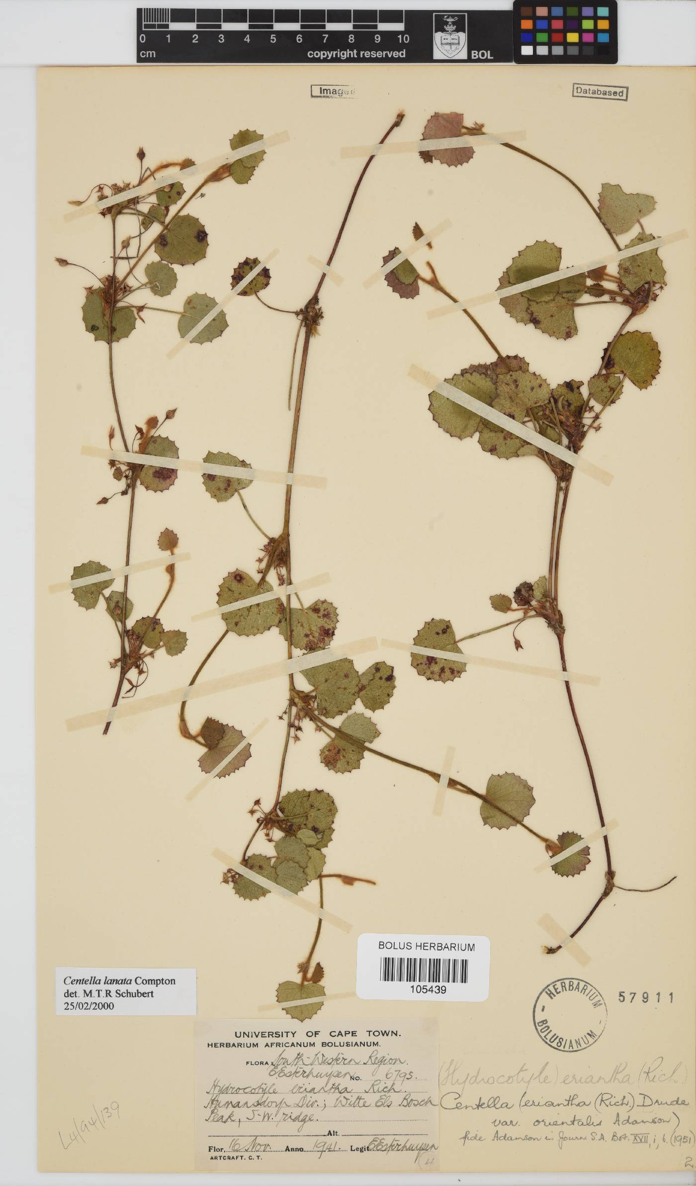 Centella lanata image