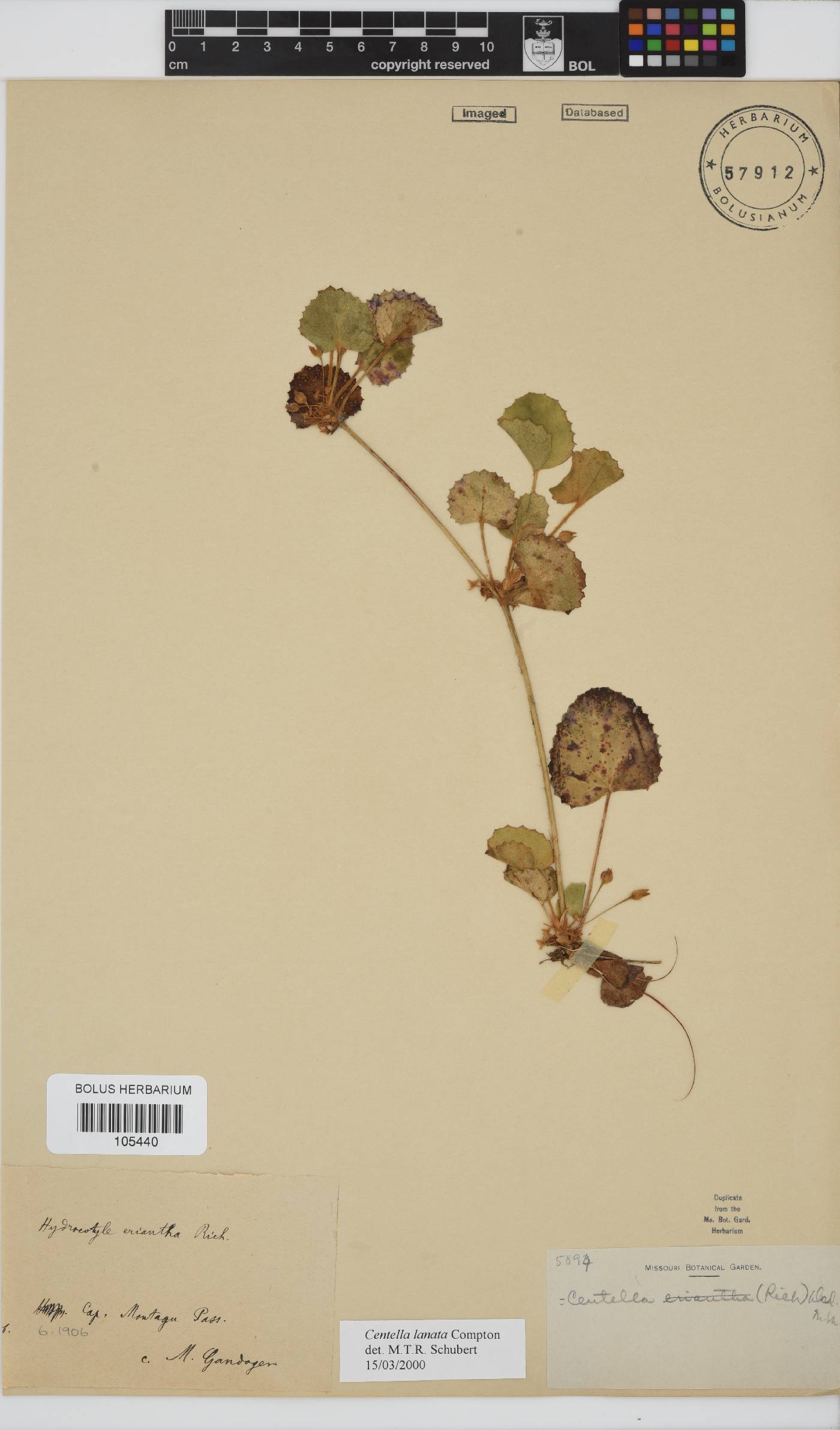 Centella lanata image