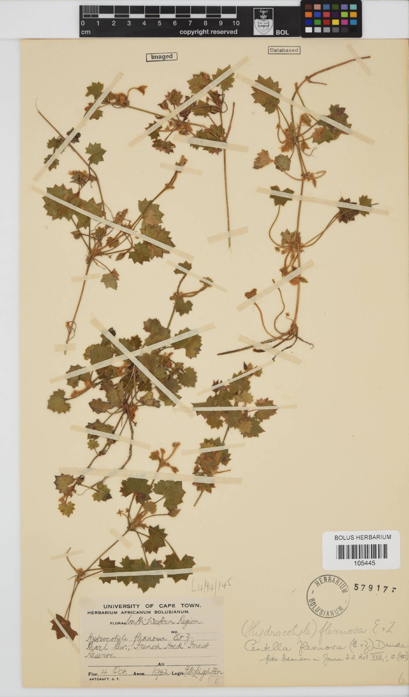 Centella flexuosa image