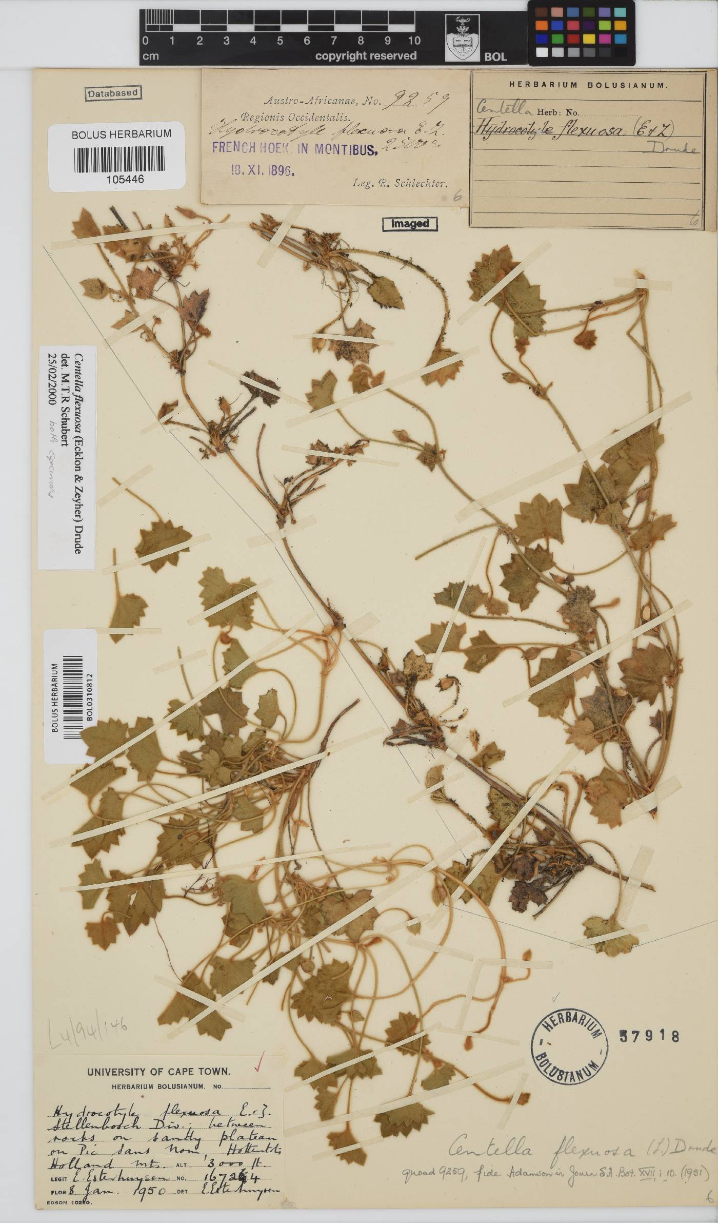 Centella flexuosa image