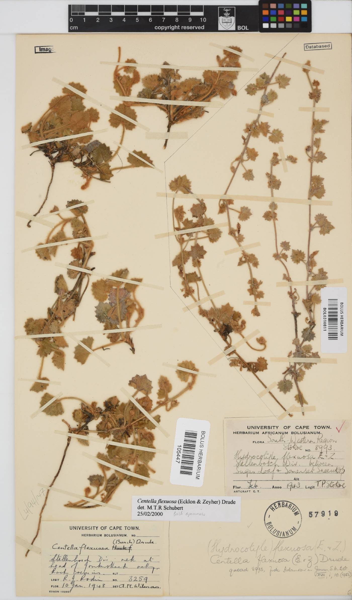 Centella flexuosa image