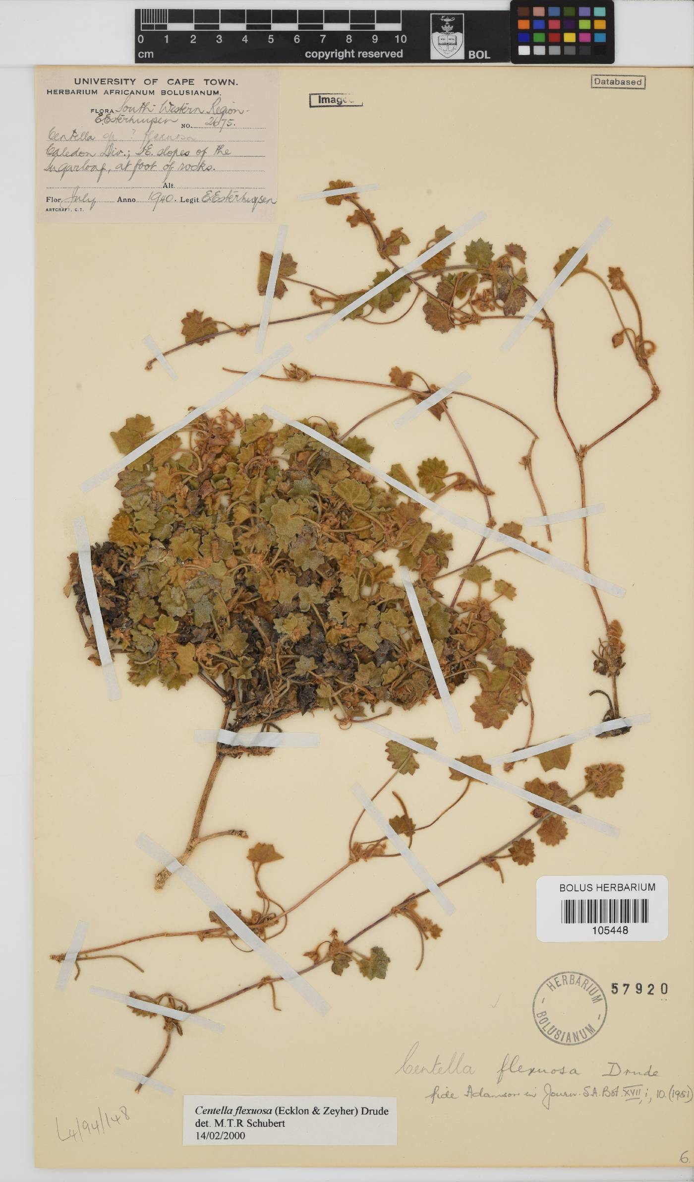 Centella flexuosa image