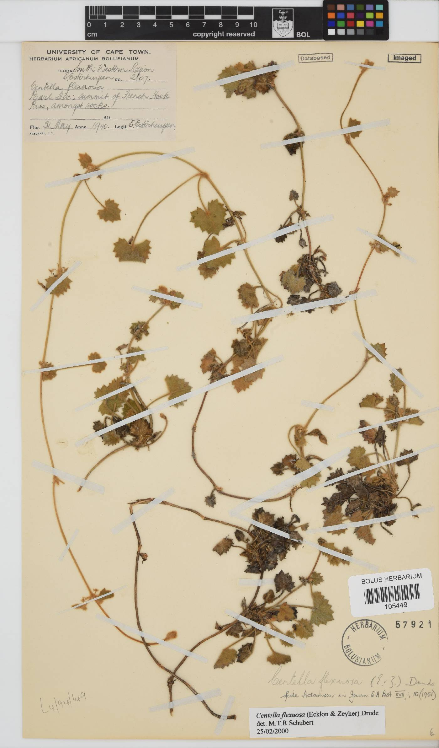 Centella flexuosa image