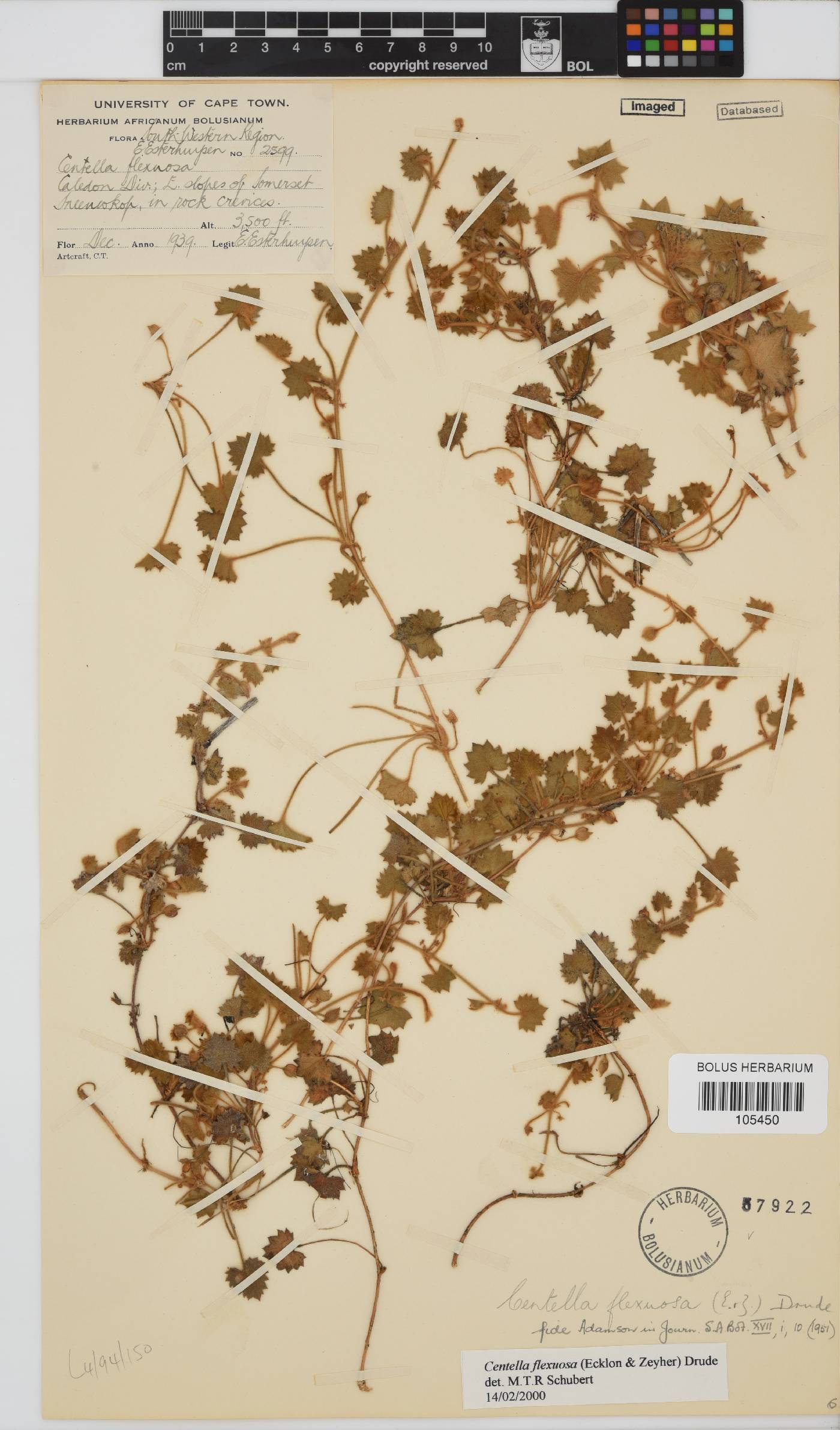 Centella flexuosa image