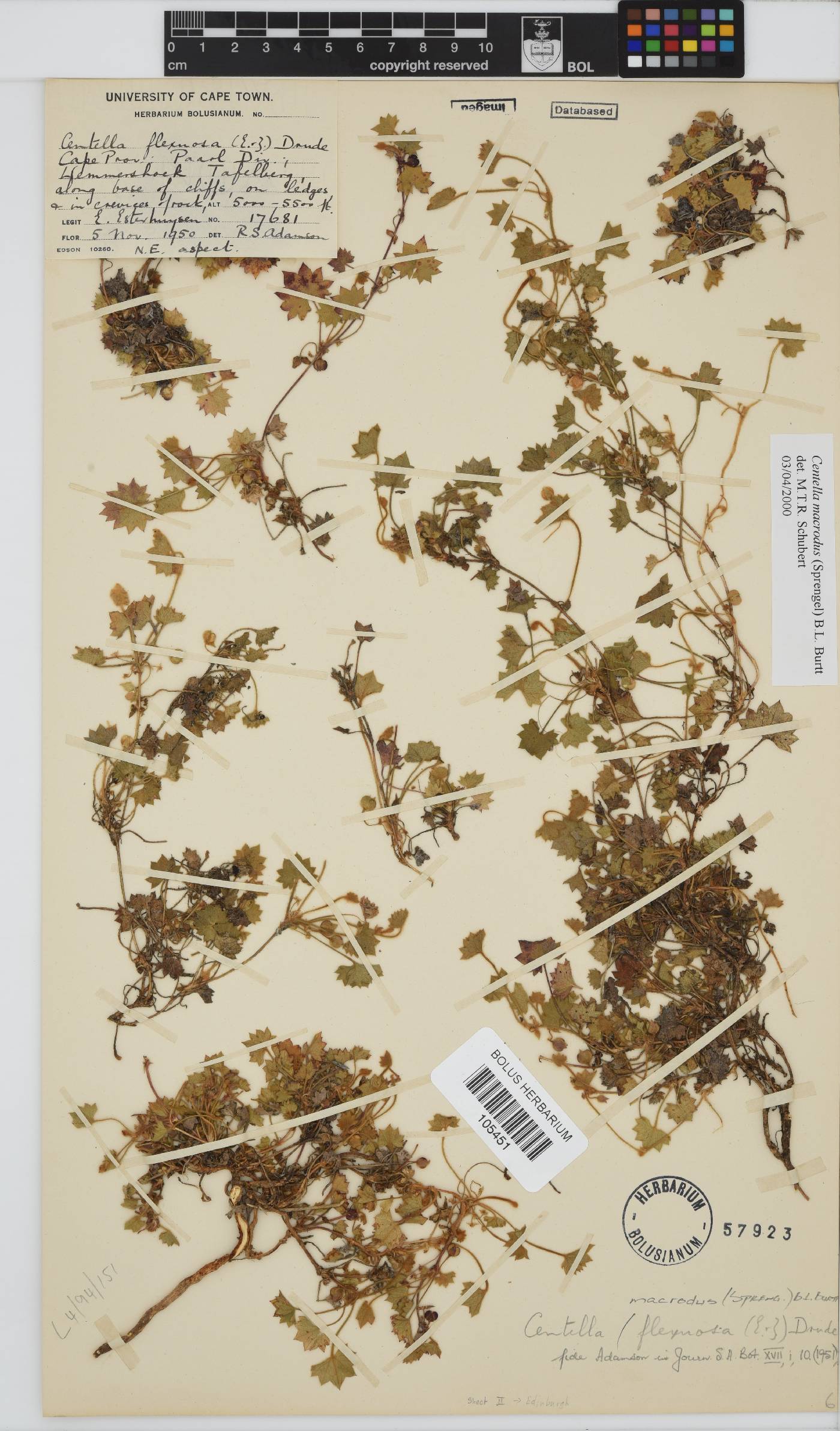Centella macrodus image