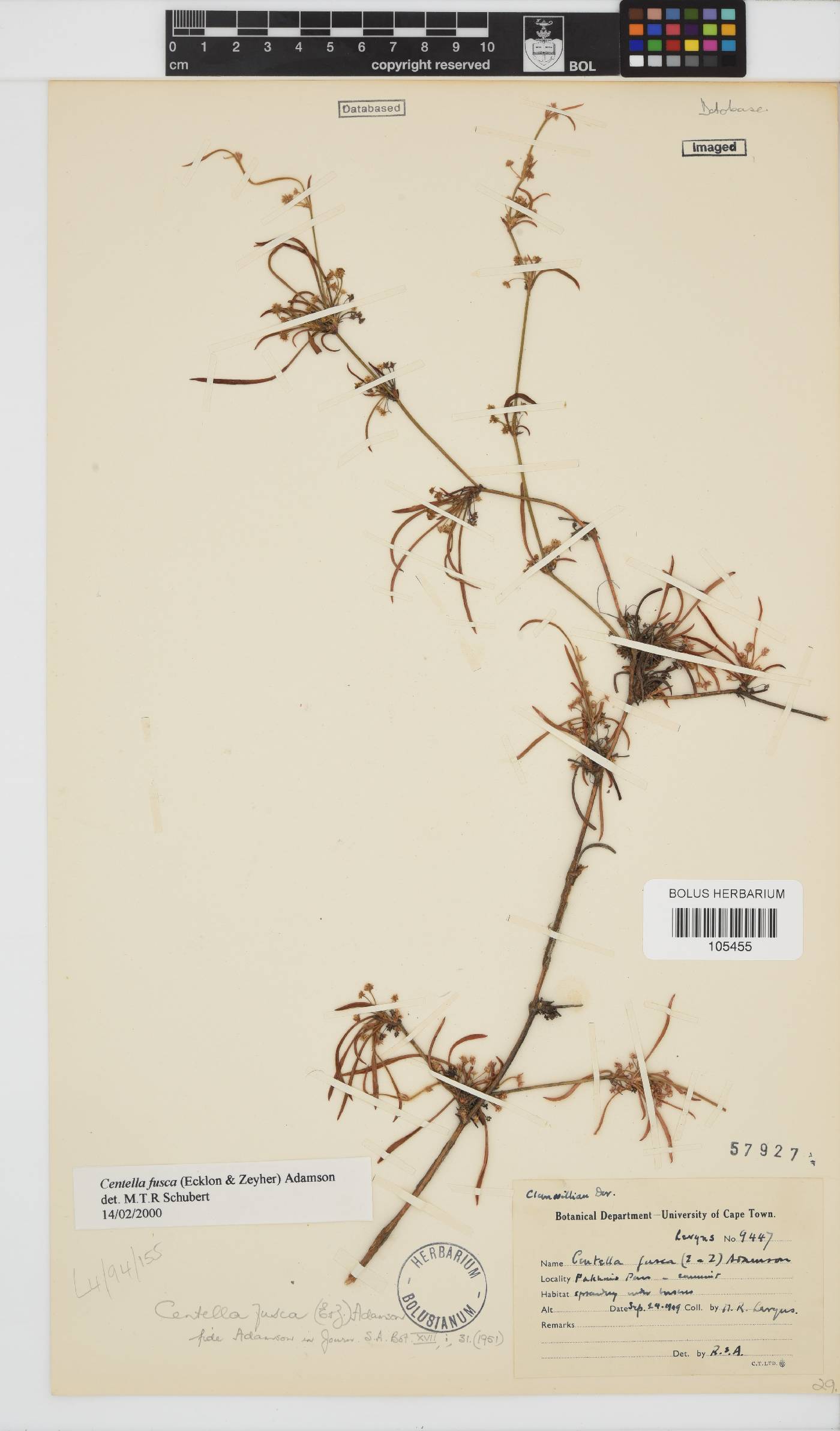 Centella fusca image