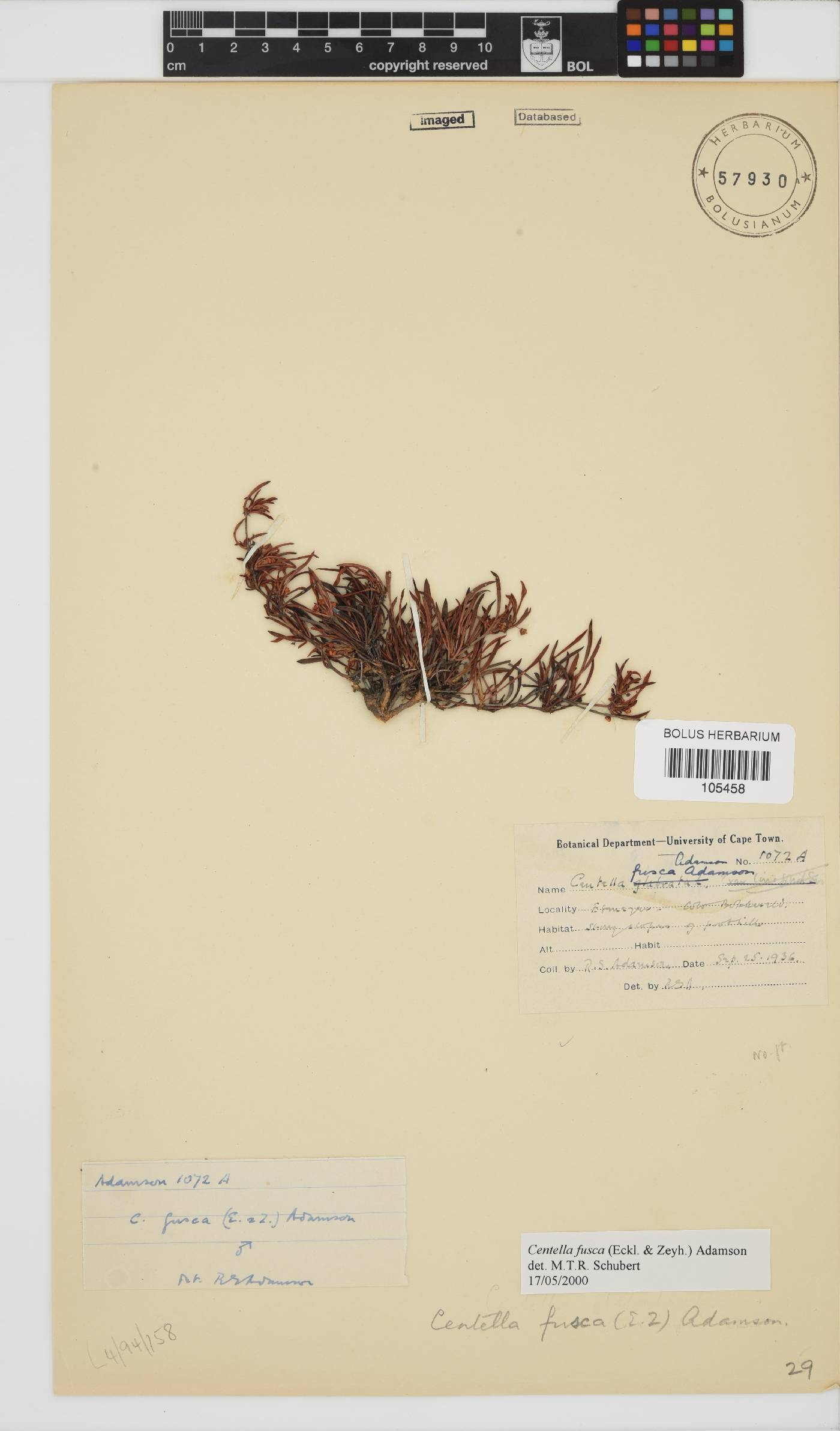 Centella fusca image