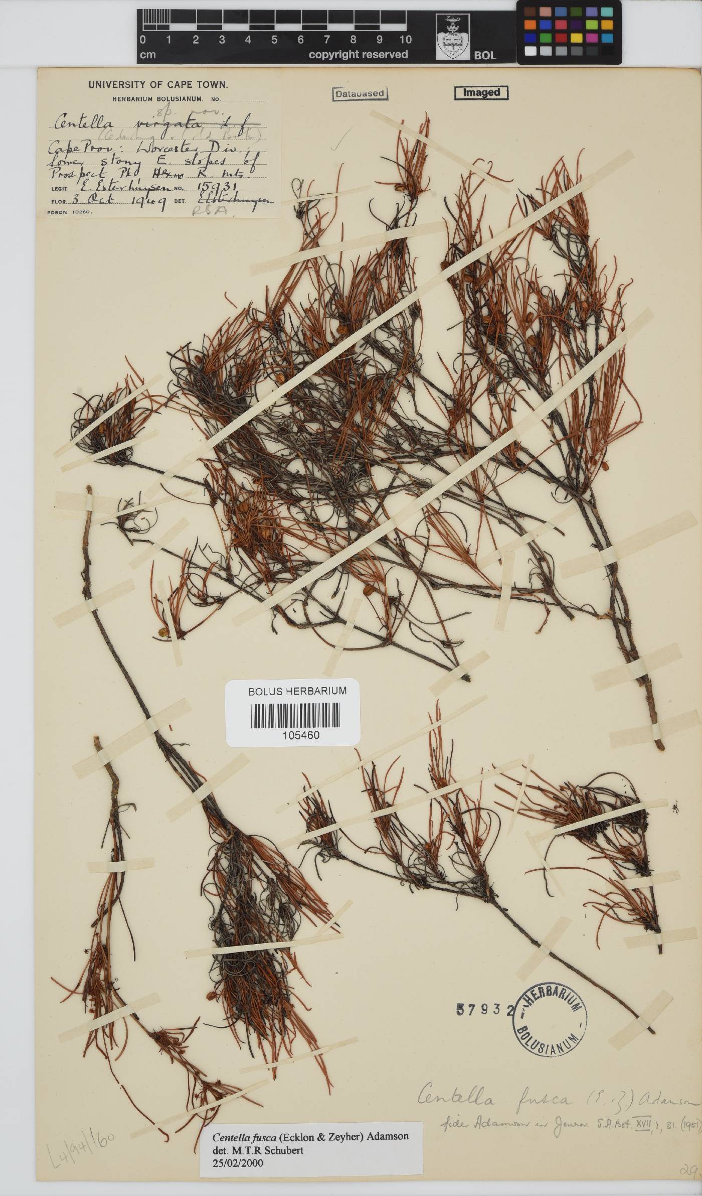 Centella fusca image