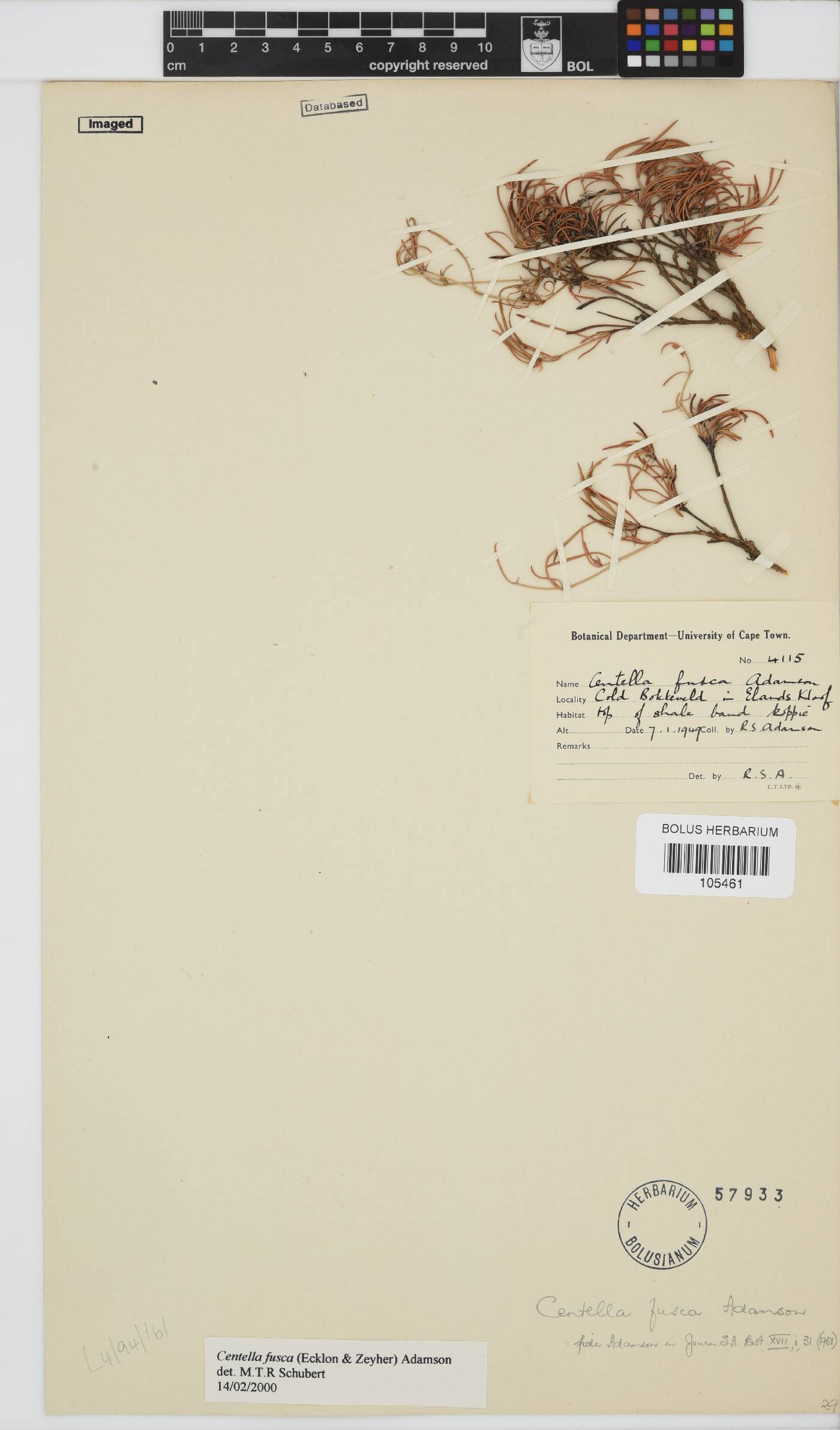 Centella fusca image