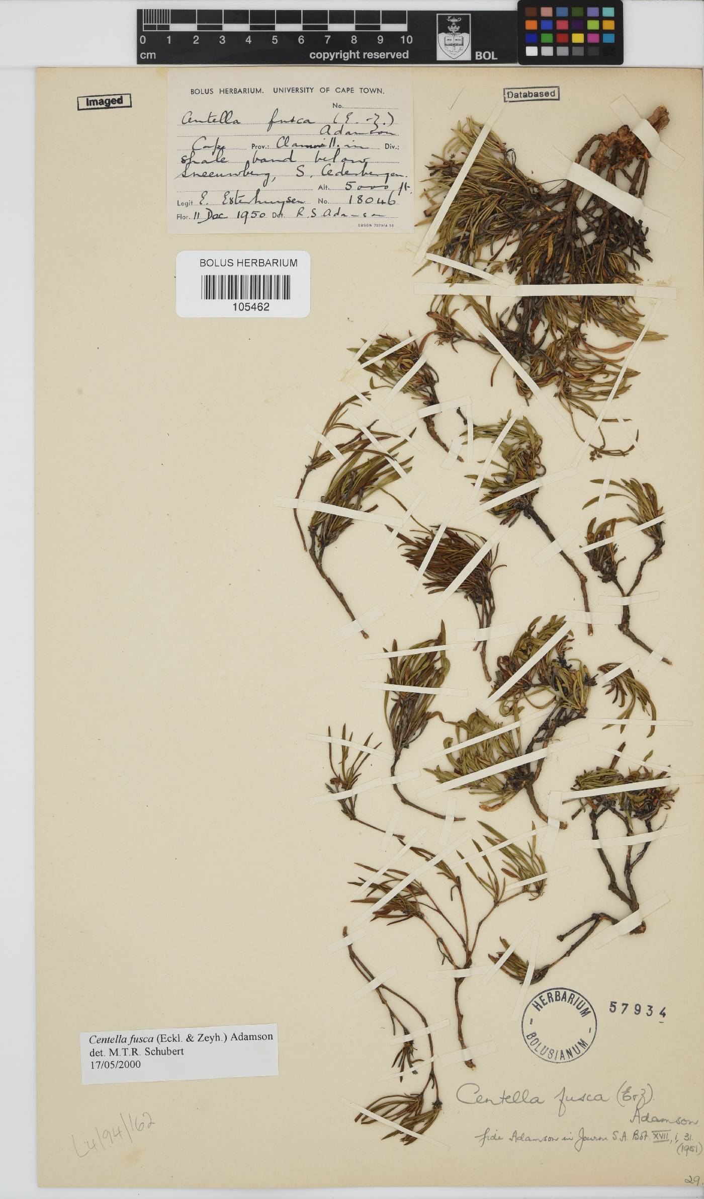 Centella fusca image