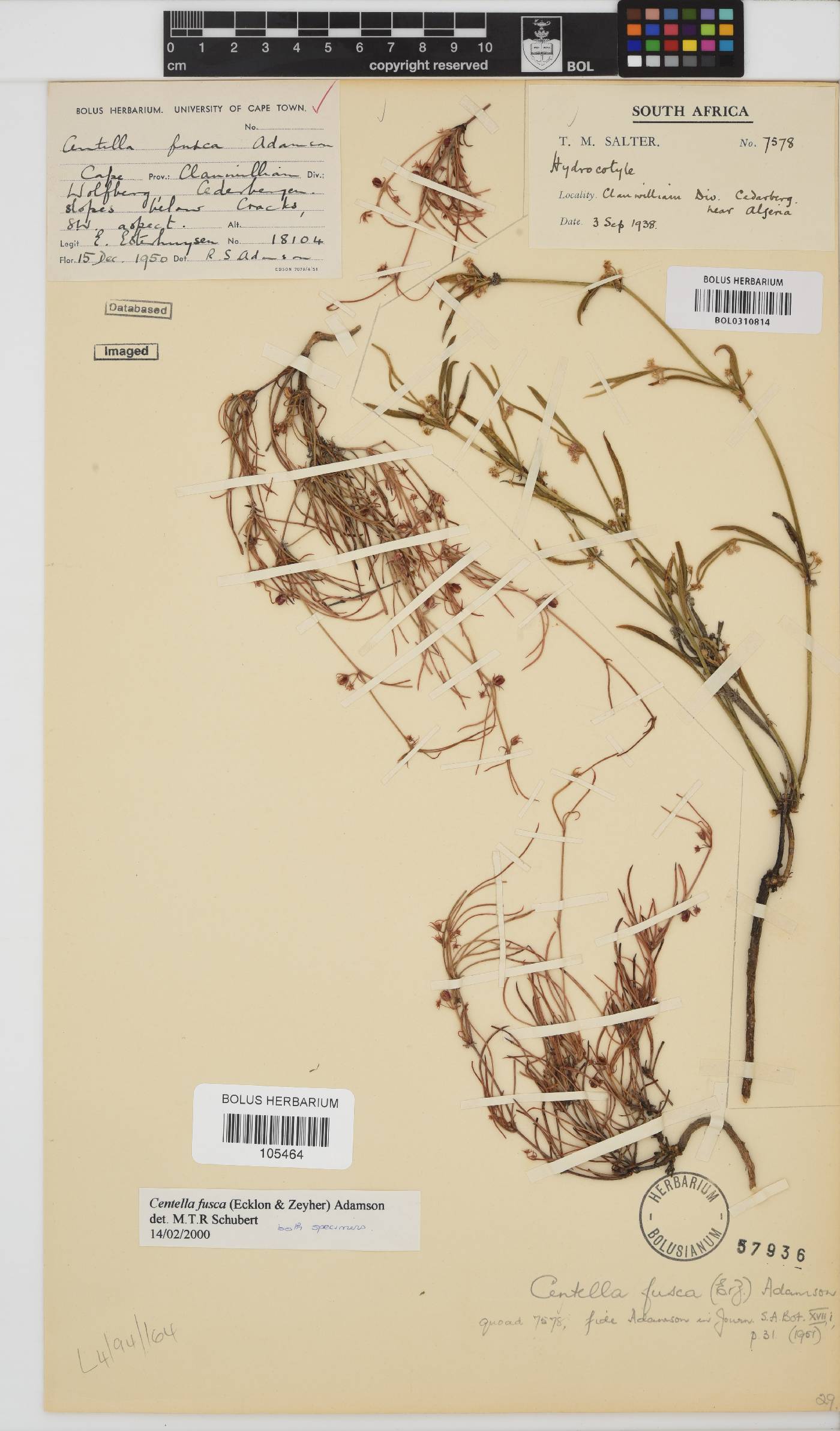 Centella fusca image