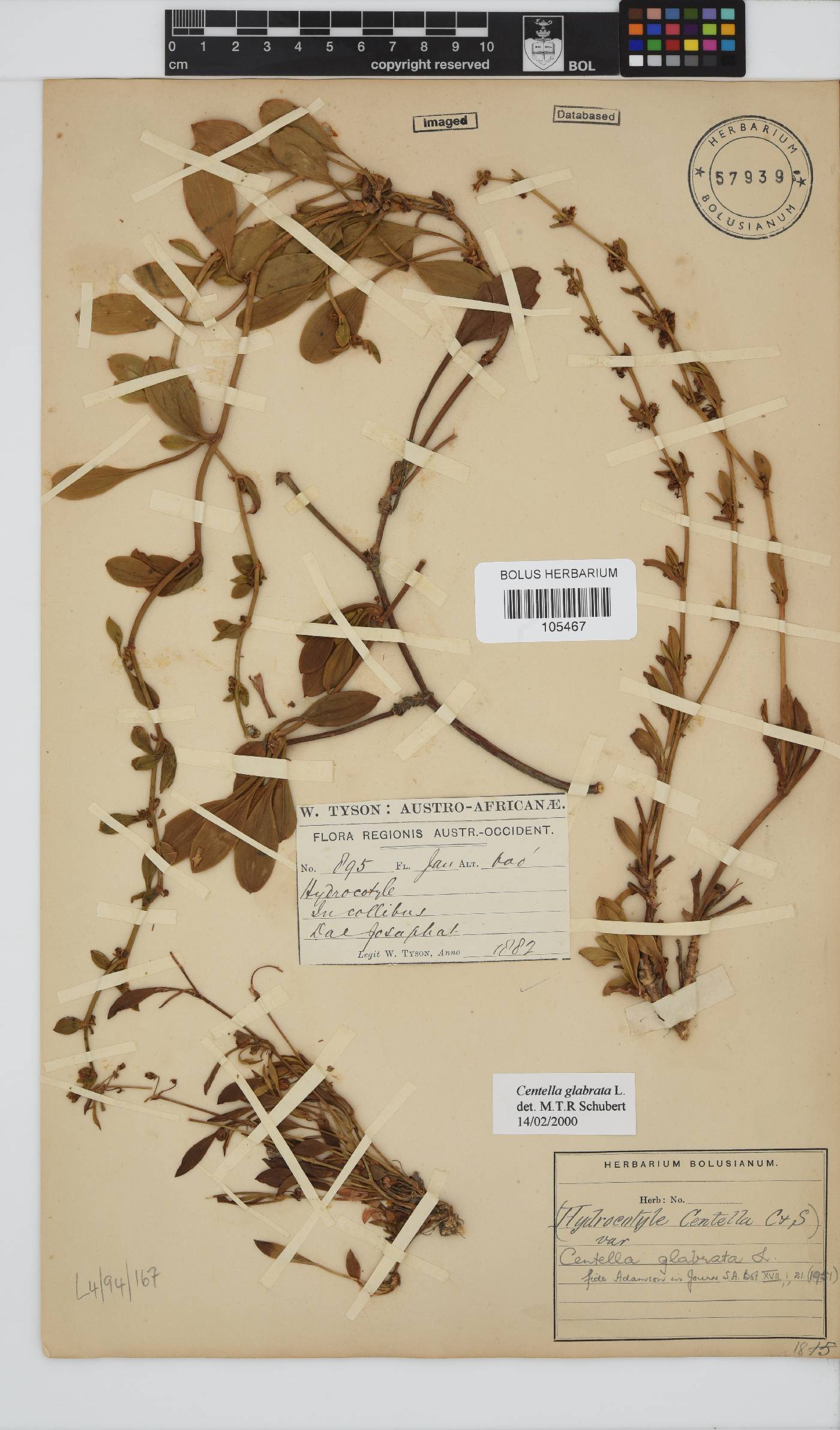 Centella glabrata image