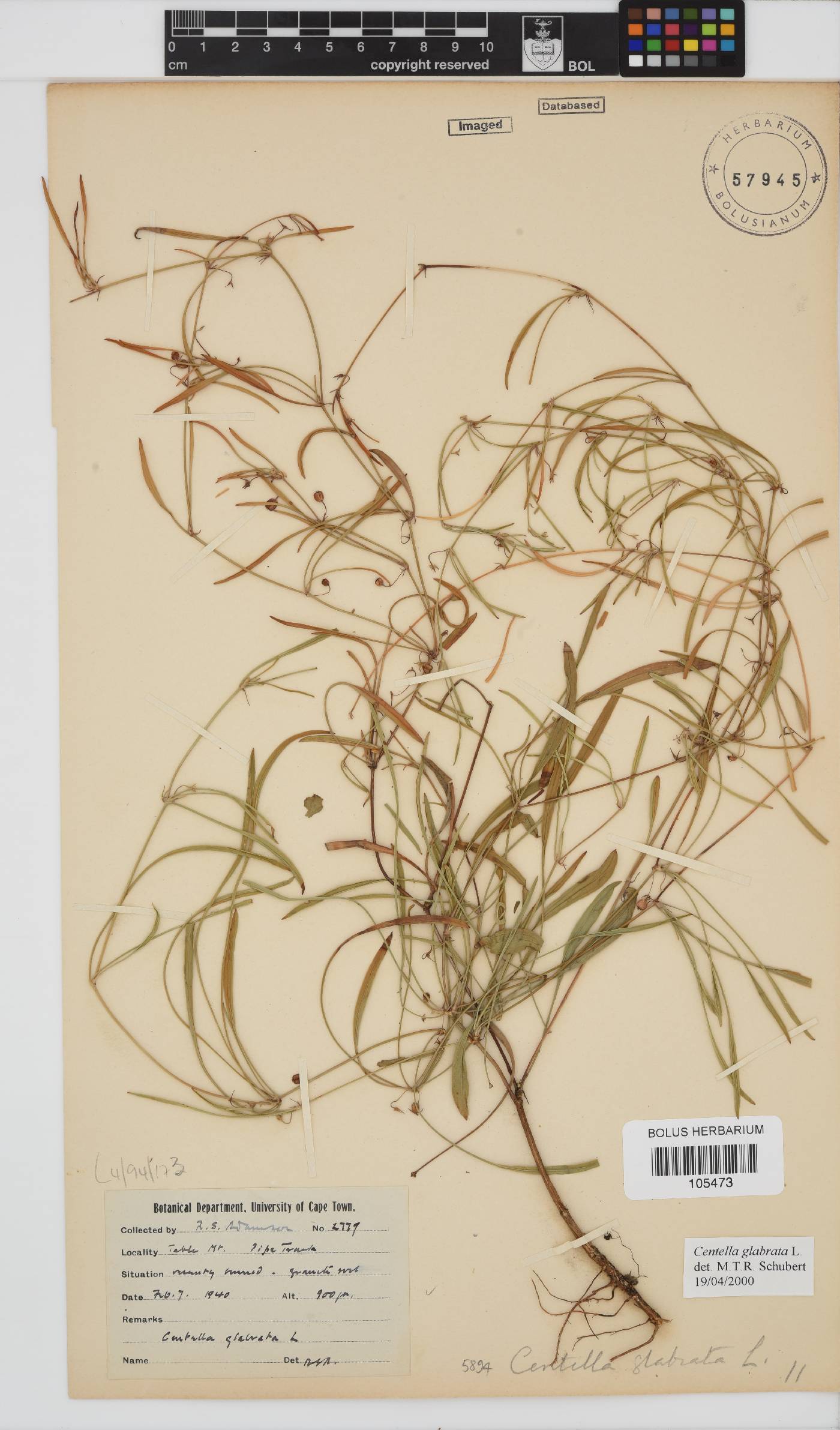 Centella glabrata image