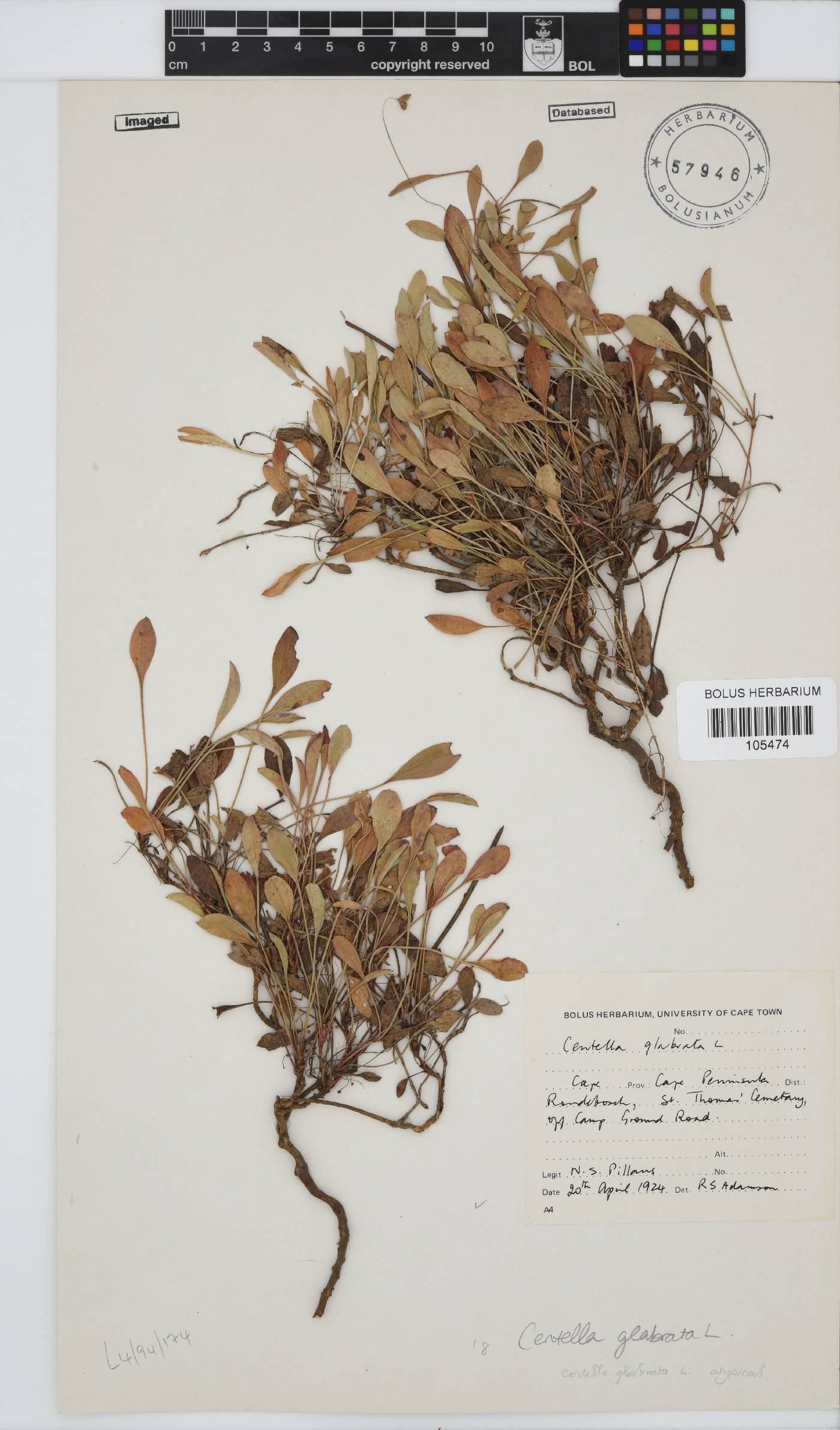 Centella glabrata image