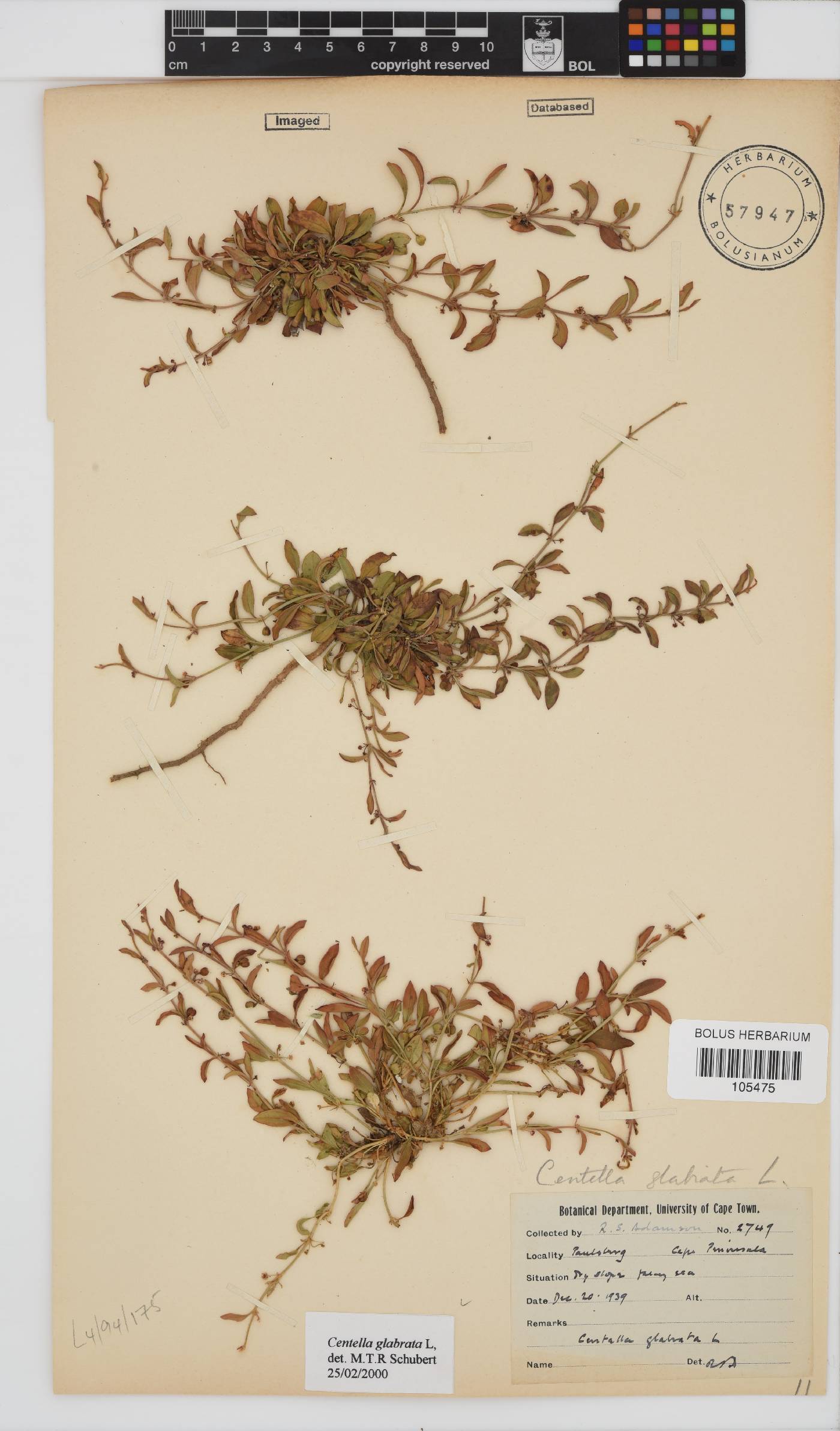 Centella glabrata image