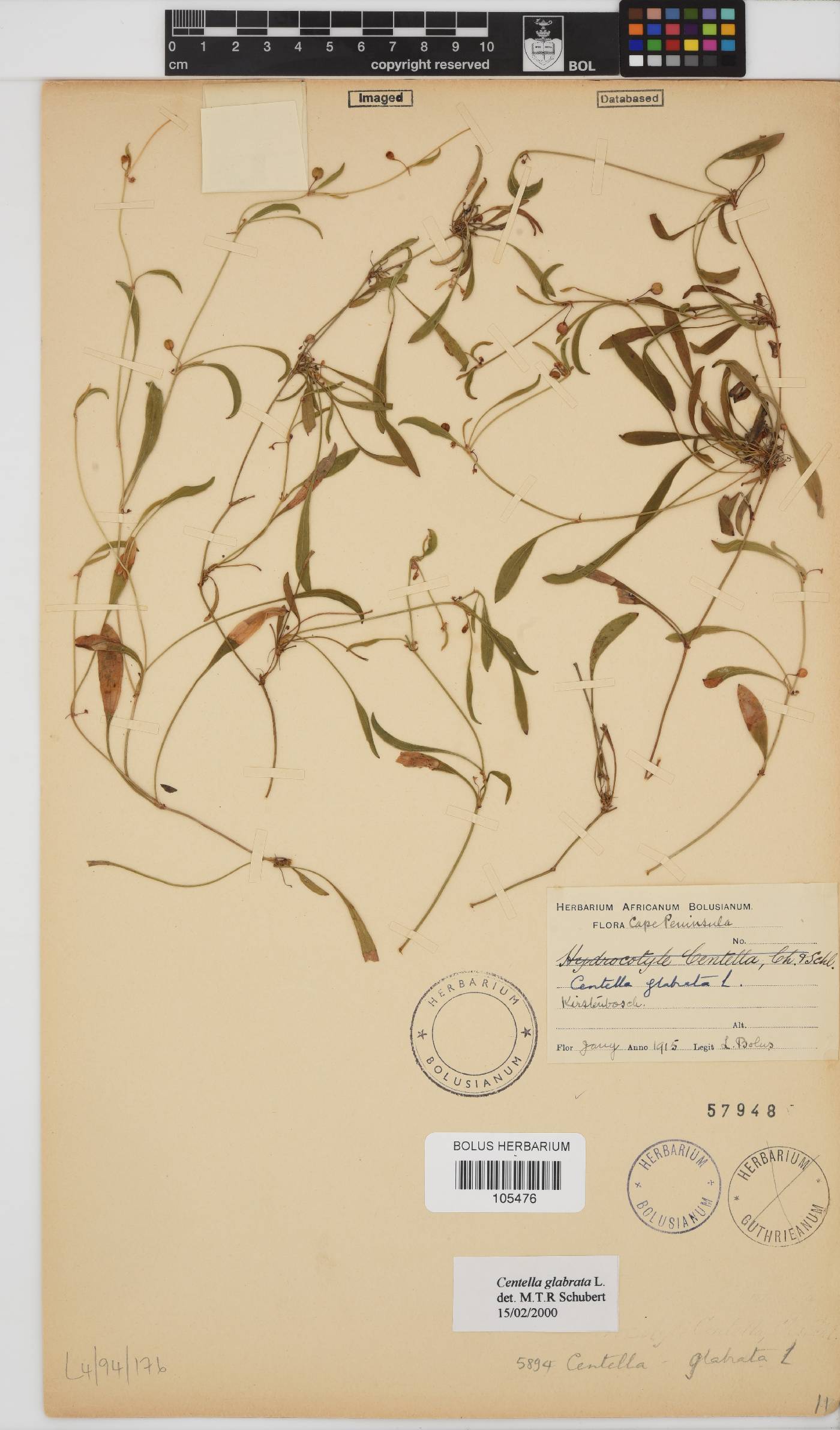 Centella glabrata image