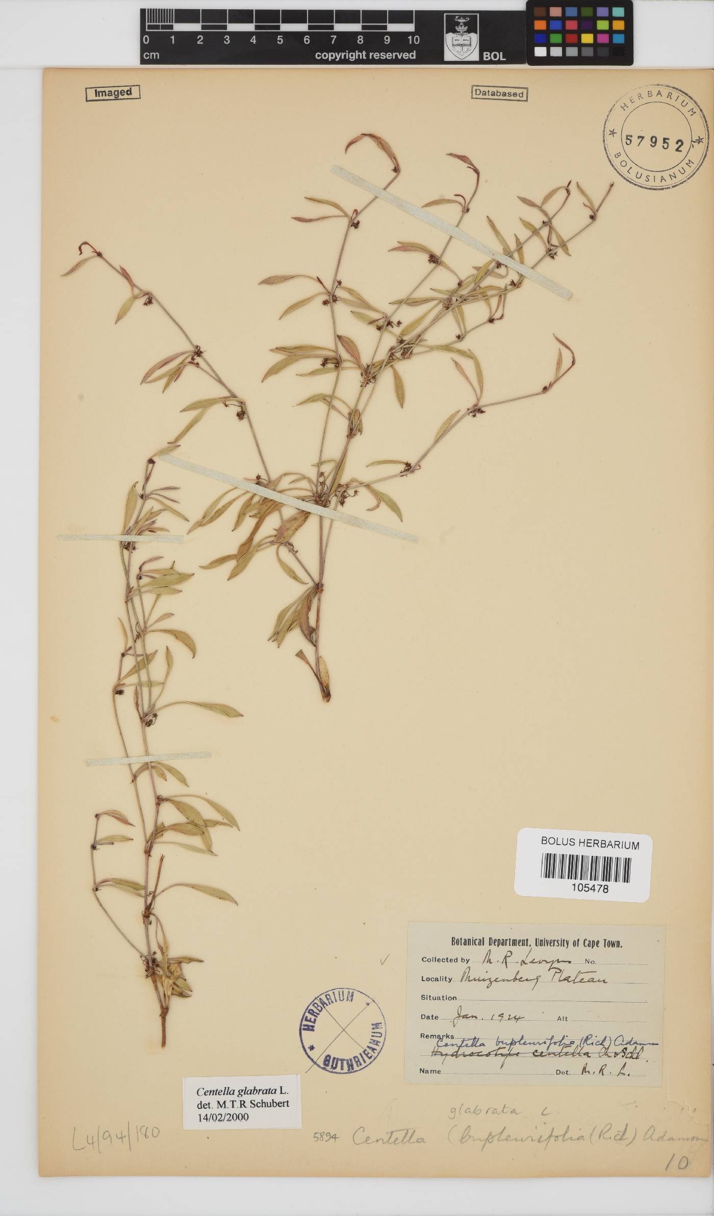 Centella glabrata image