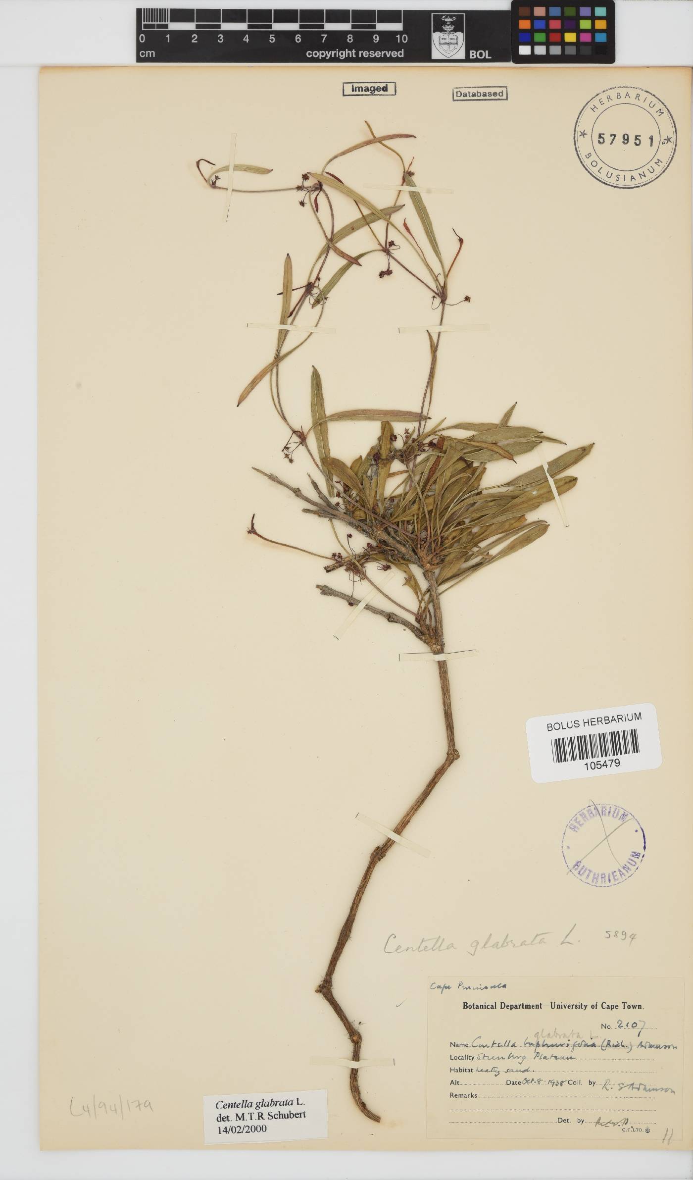 Centella glabrata image