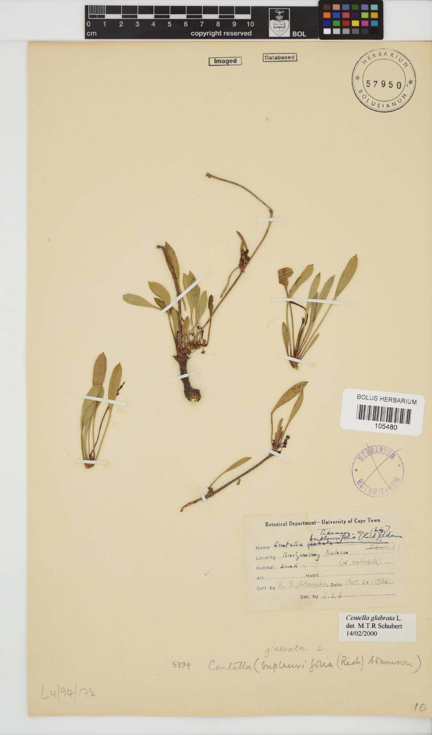 Centella glabrata image
