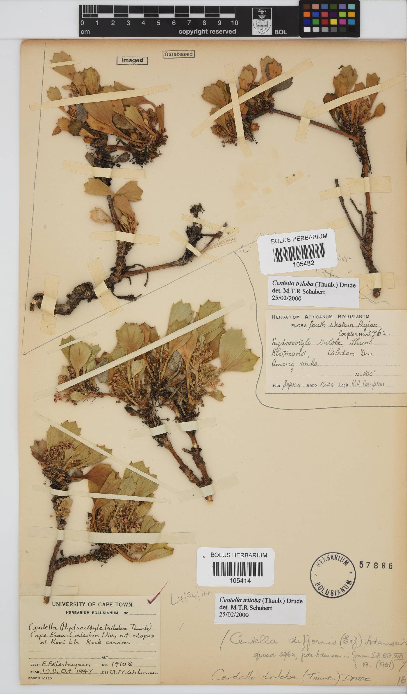 Centella triloba image