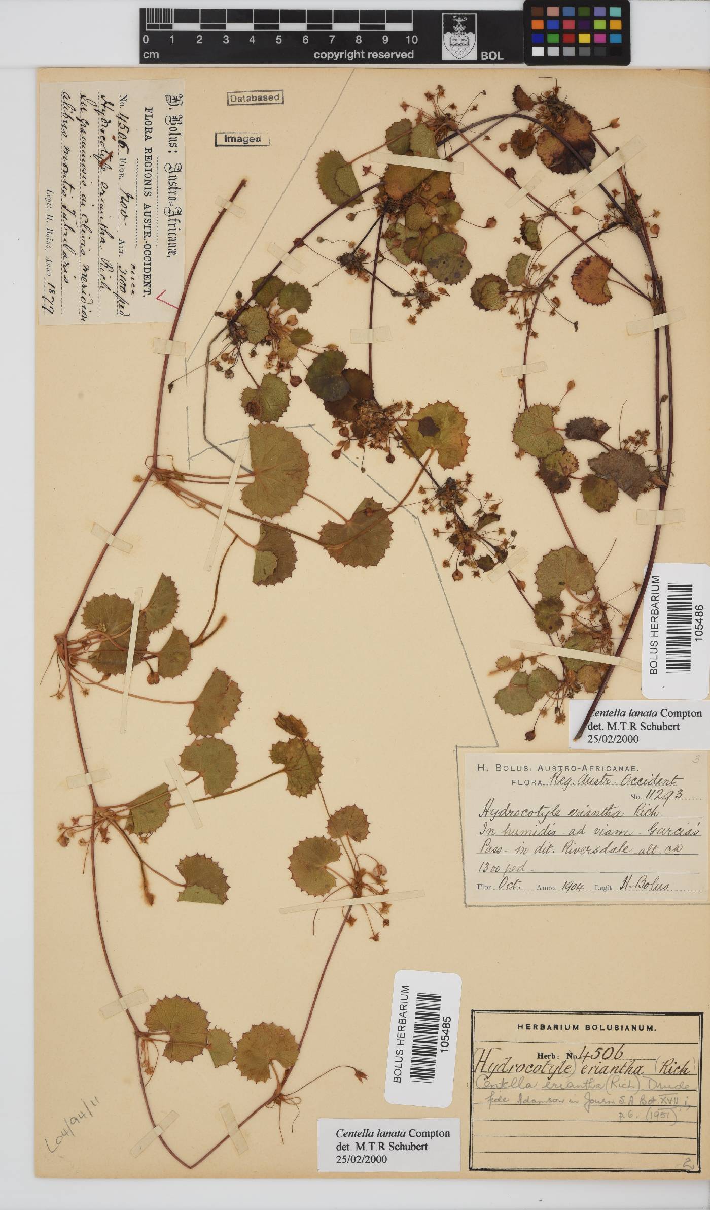 Centella lanata image