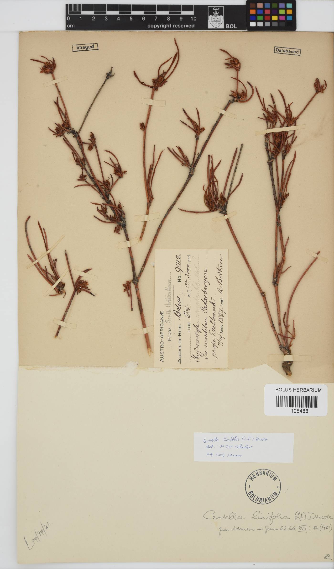 Centella linifolia image