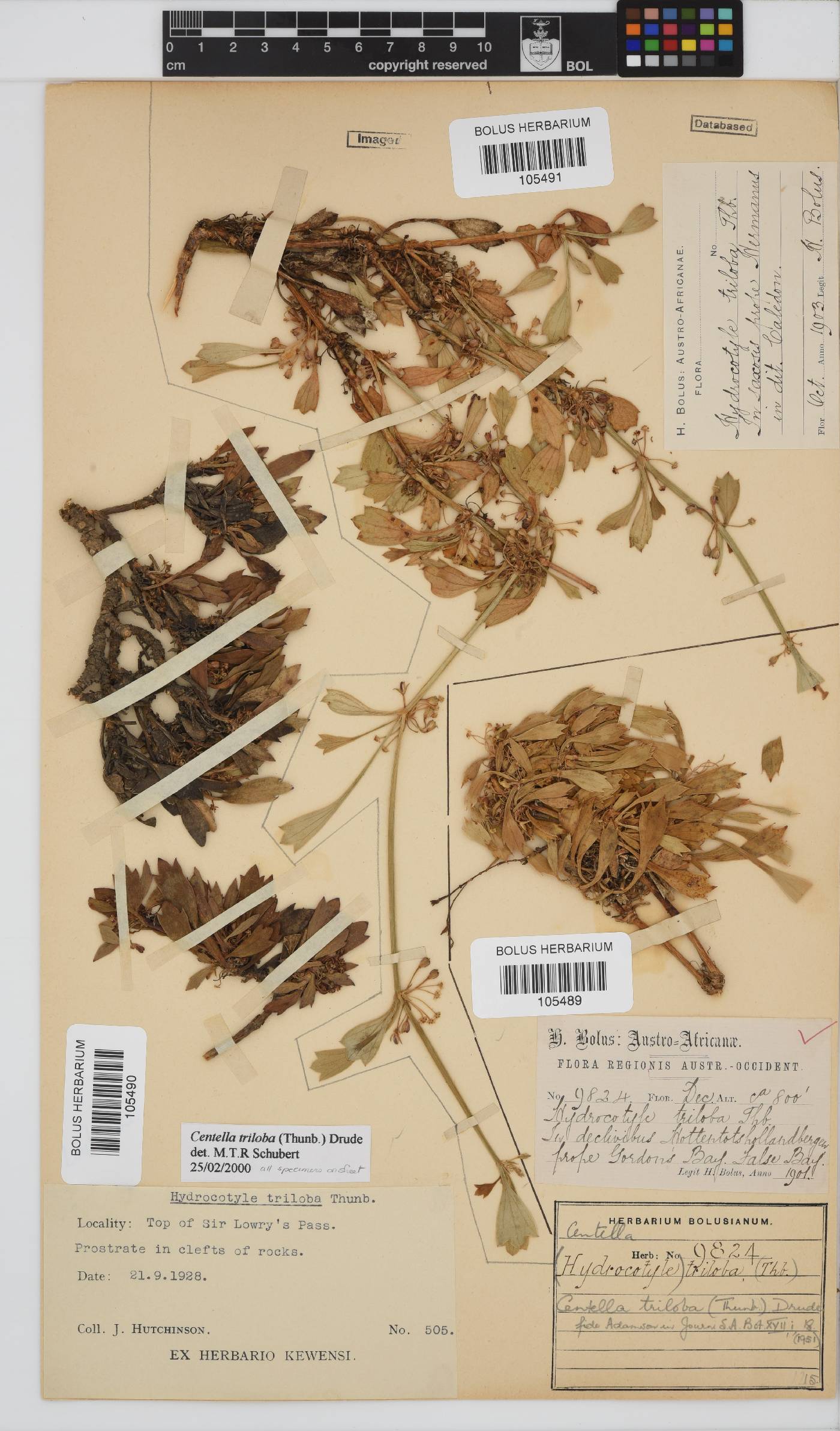 Centella triloba image