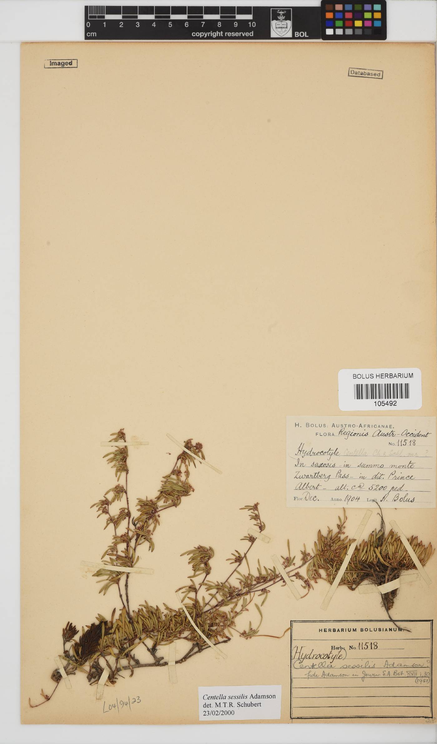 Centella sessilis image