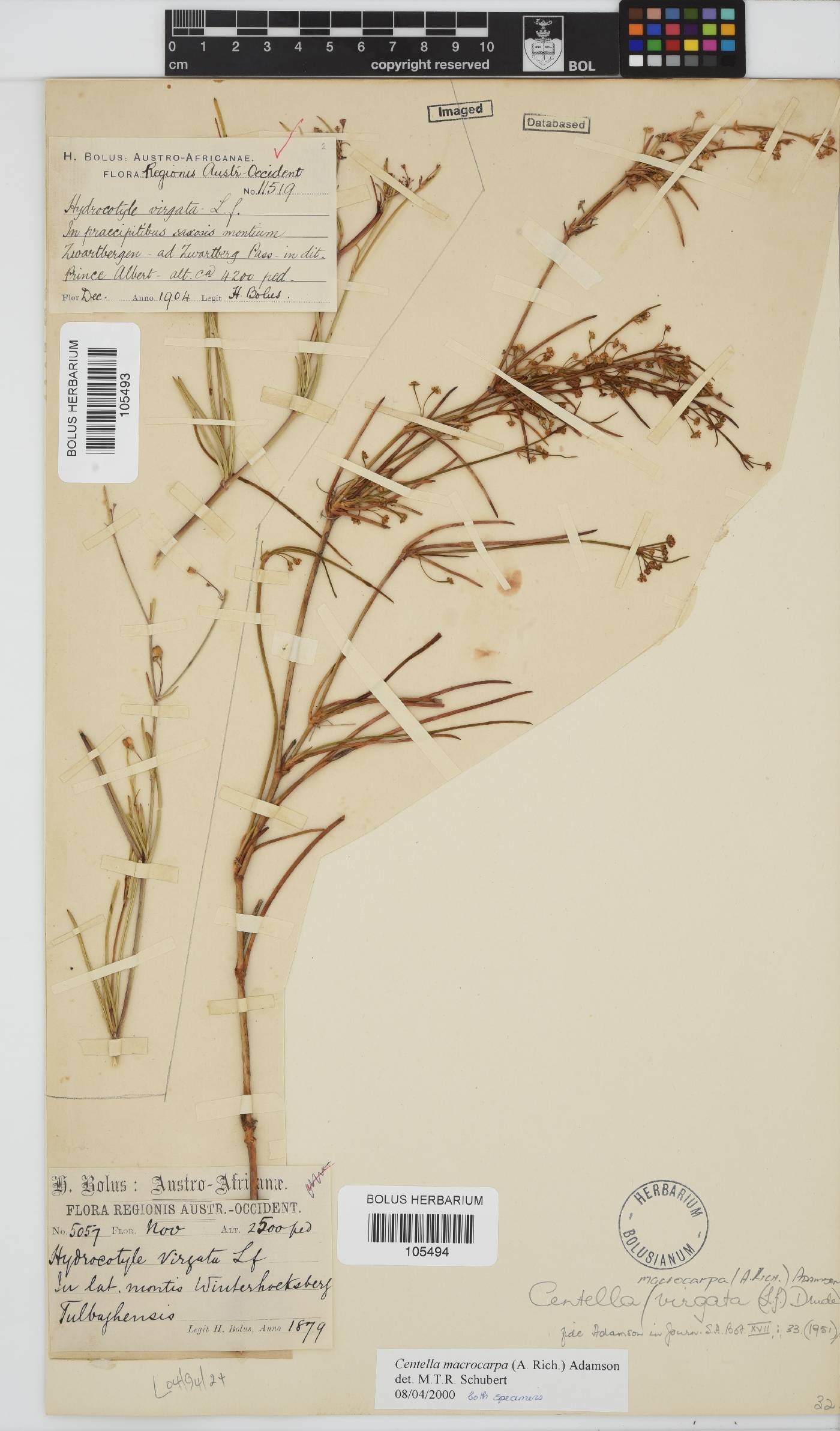 Centella macrocarpa image