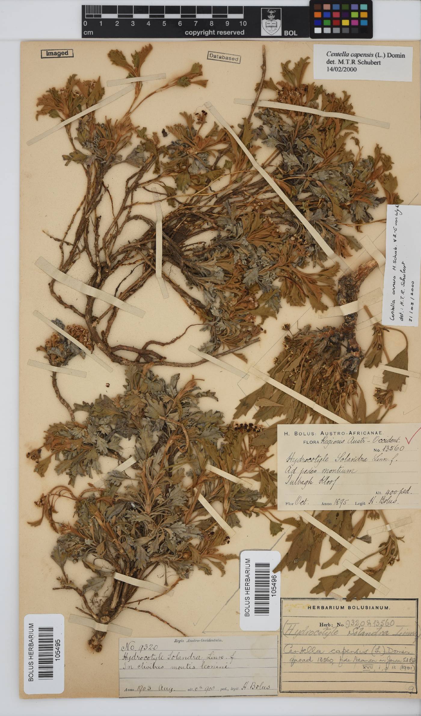 Centella capensis image