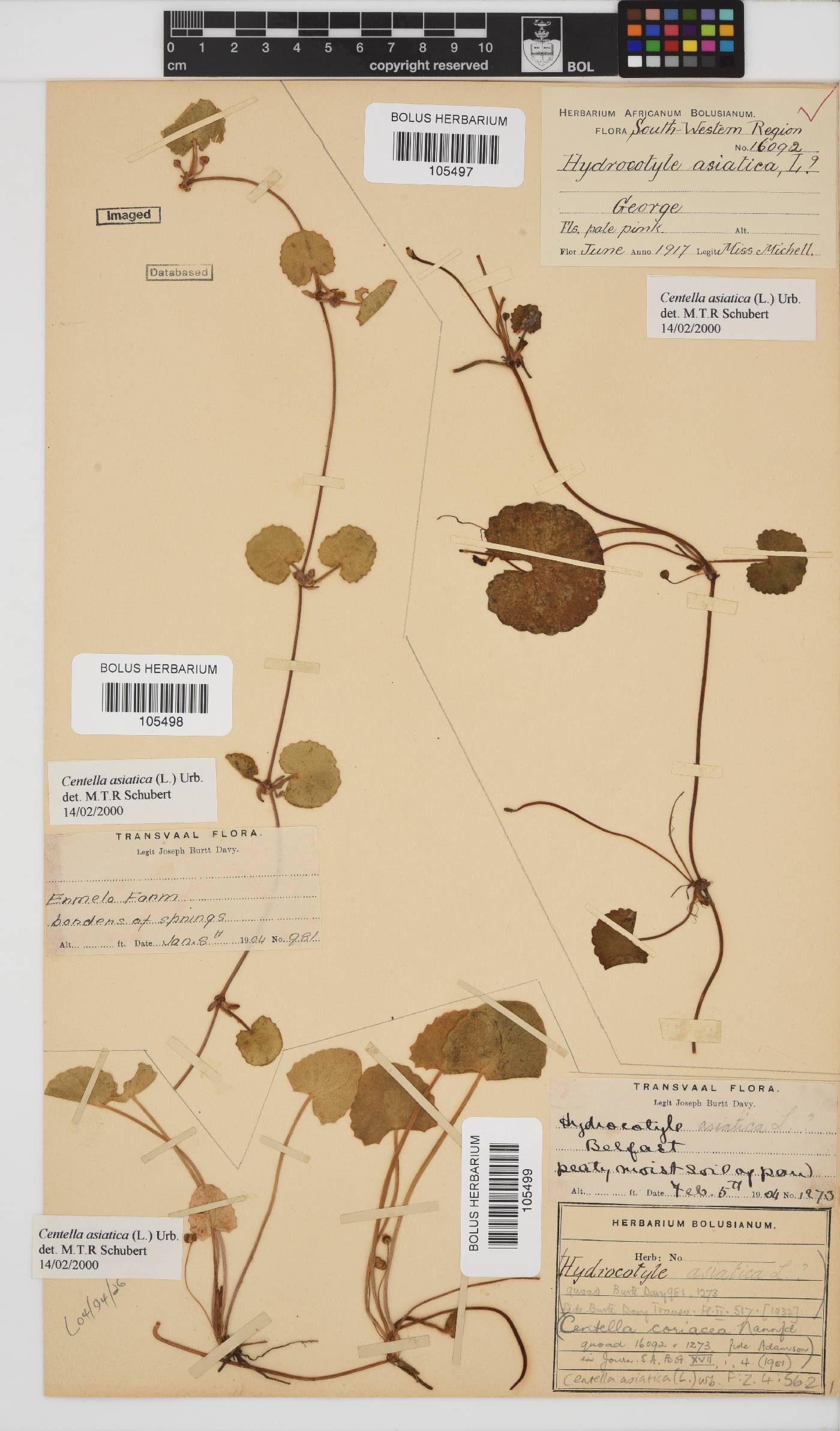 Centella asiatica image
